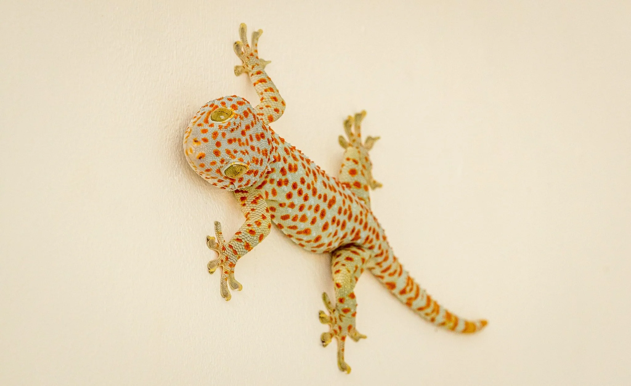 tokay gecko at Sunset Hill Hotel