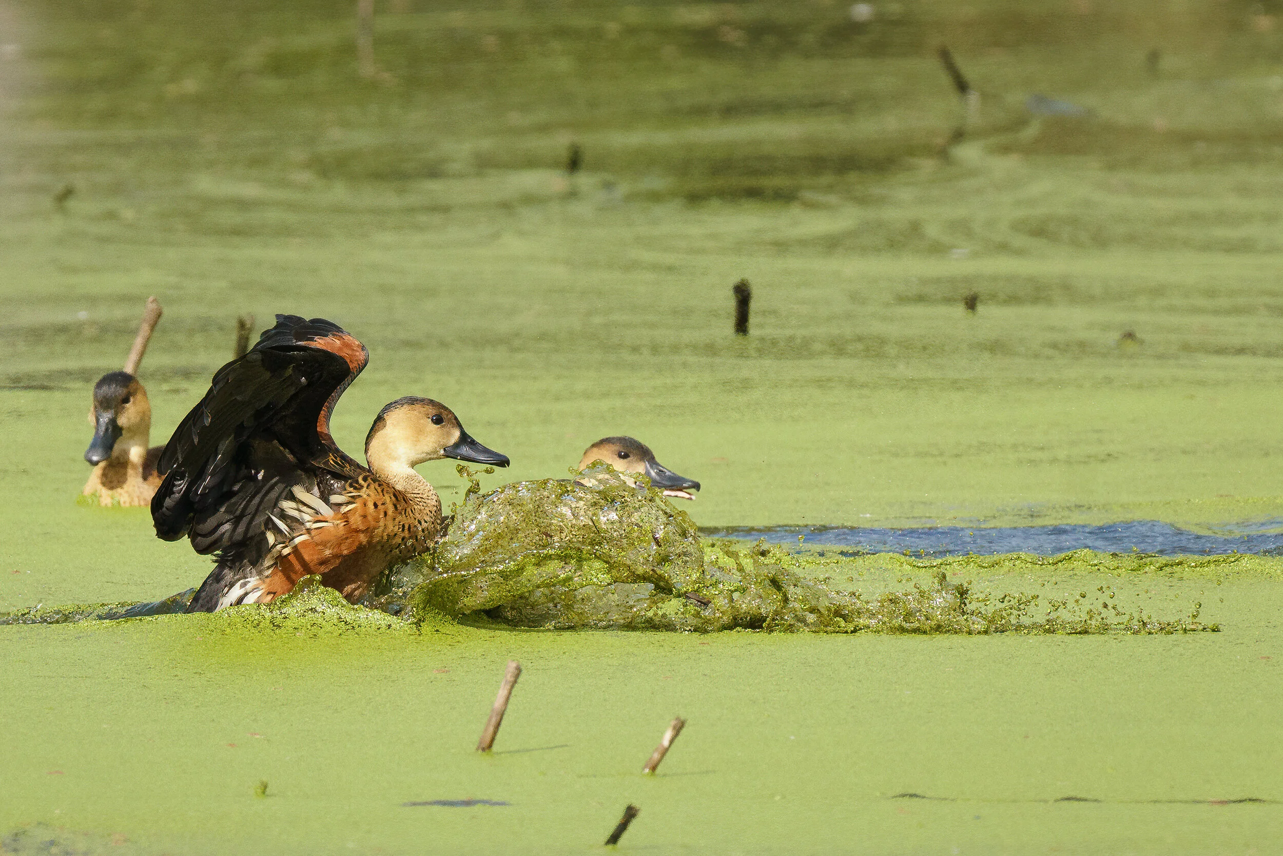 Wandering whistling ducks on the lagoon