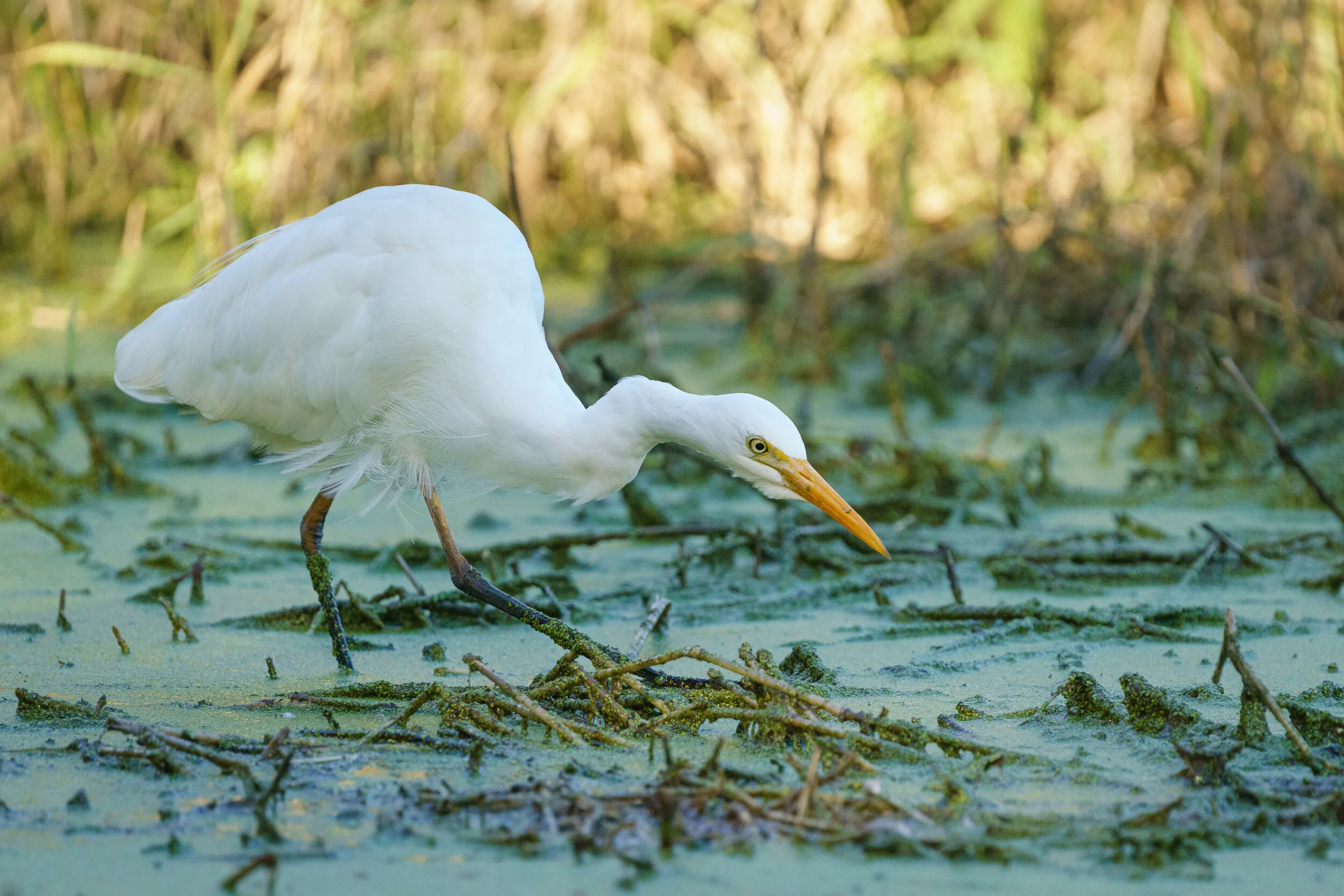 intermediate egret stalks the margins