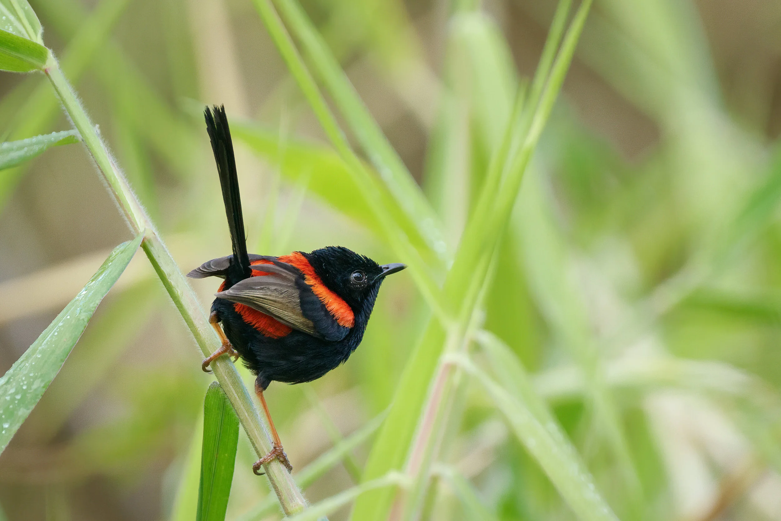 red-backed fairywren at Eagleby Wetlands