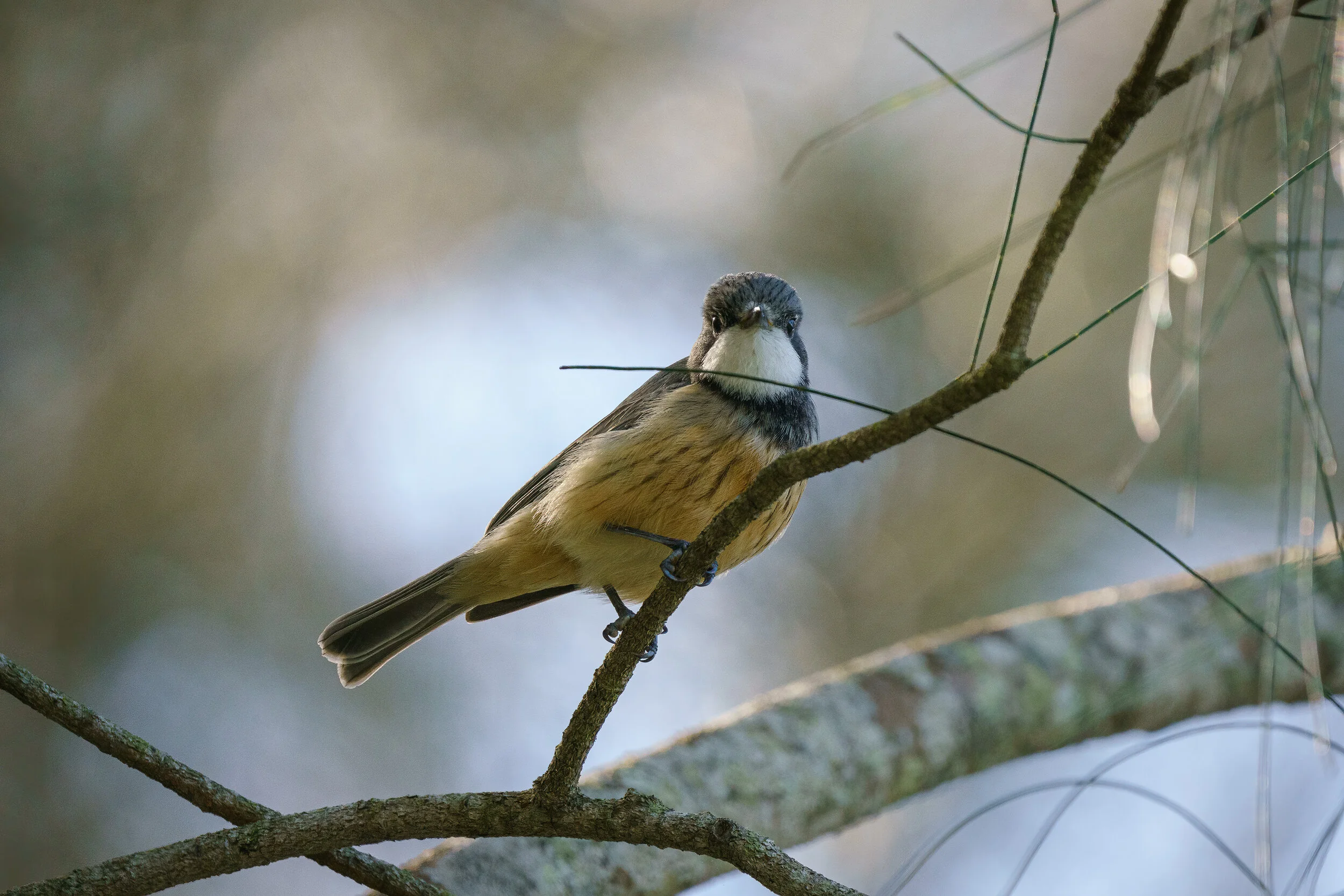 rufous whistler at Eagleby Wetlands
