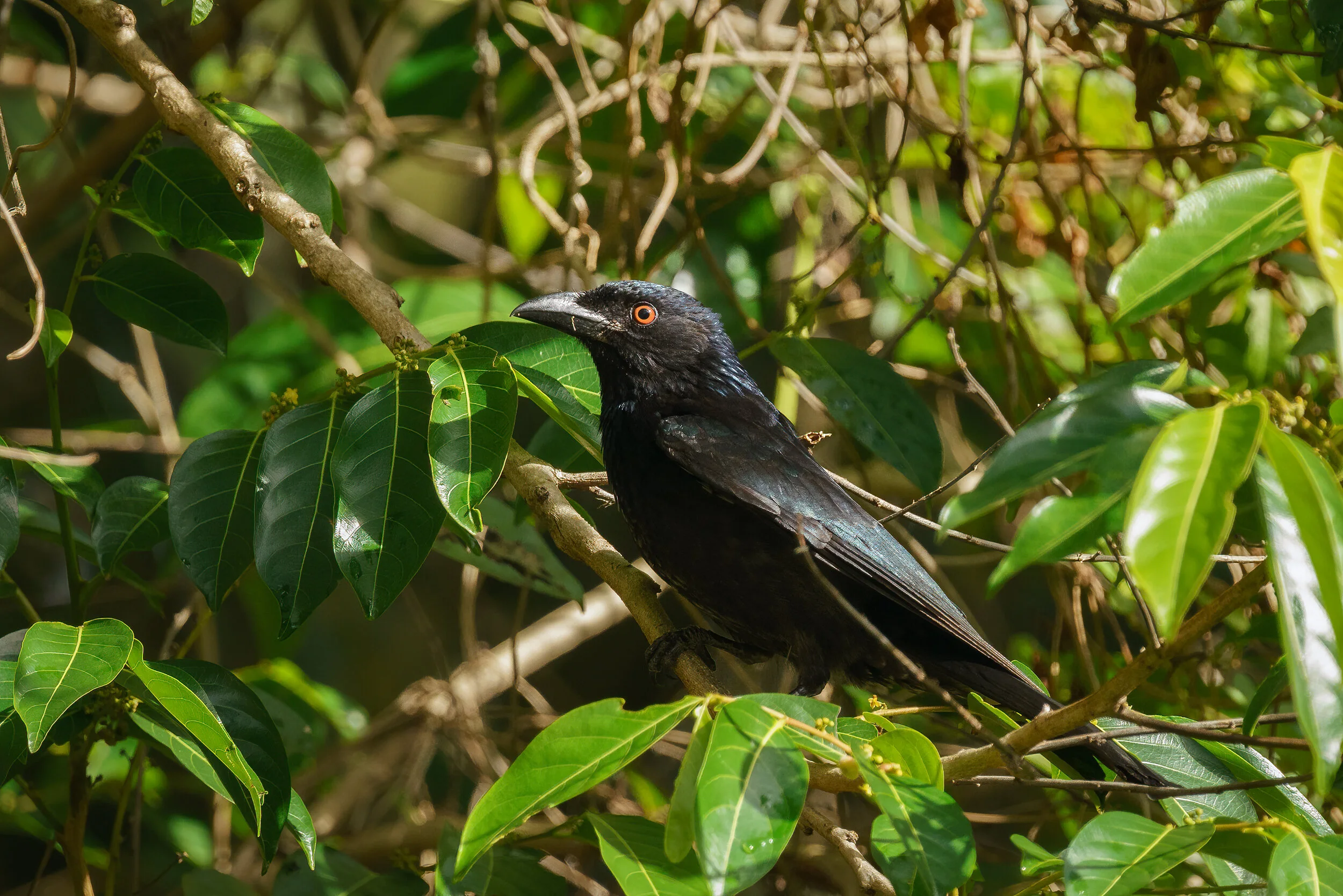 spangled drongo at Eagleby Wetlands
