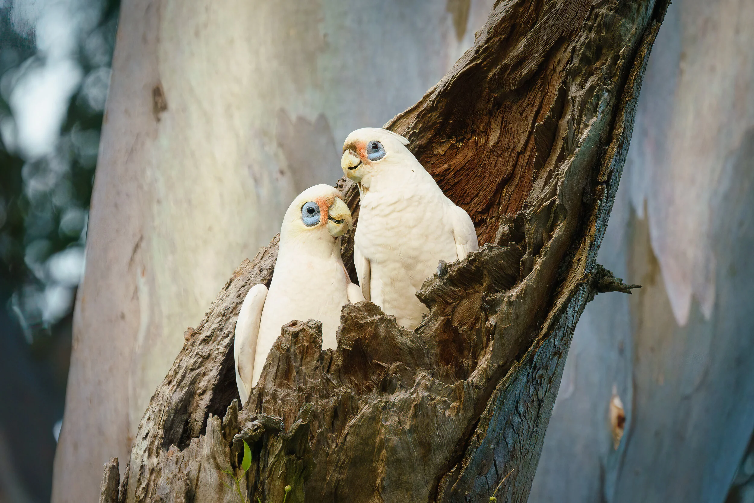 little corellas at Eagleby Wetlands