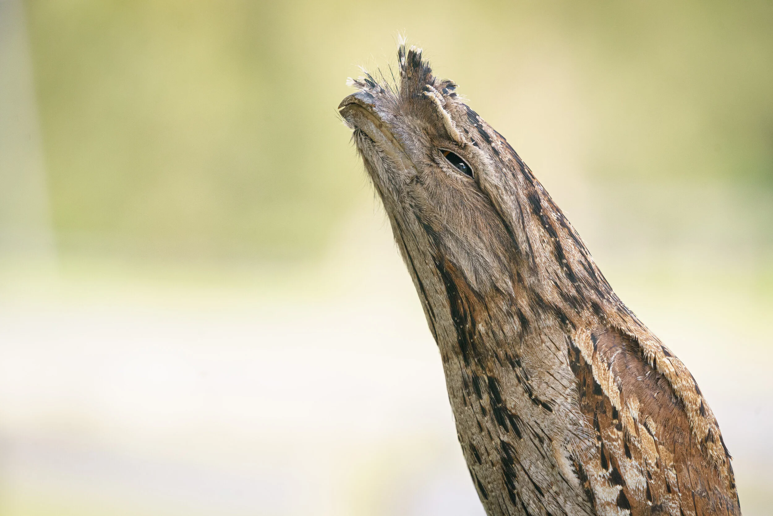 tawny frogmouth at Eagleby Wetlands