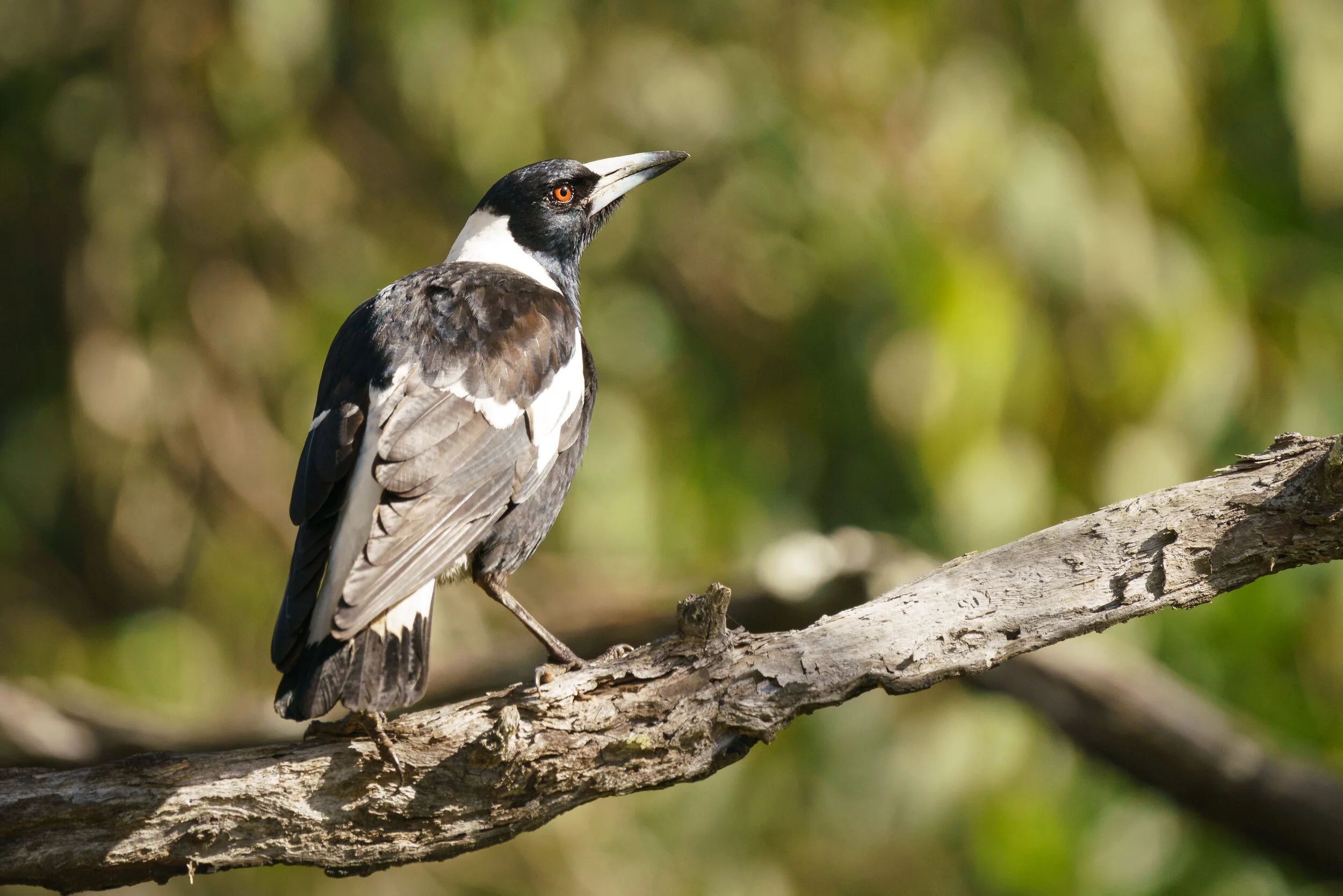 magpie at Eagleby Wetlands