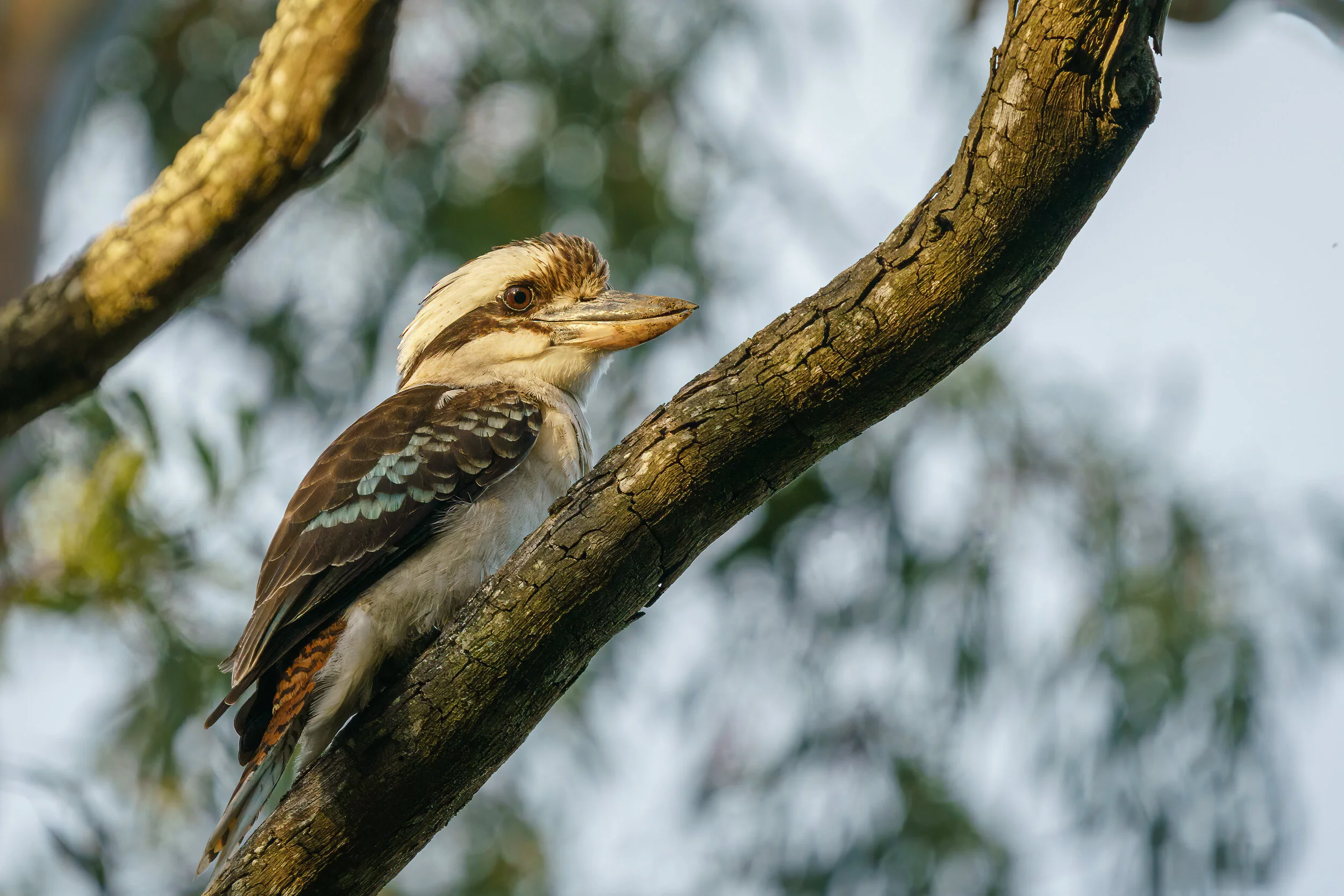 kookaburra at Eagleby Wetlands