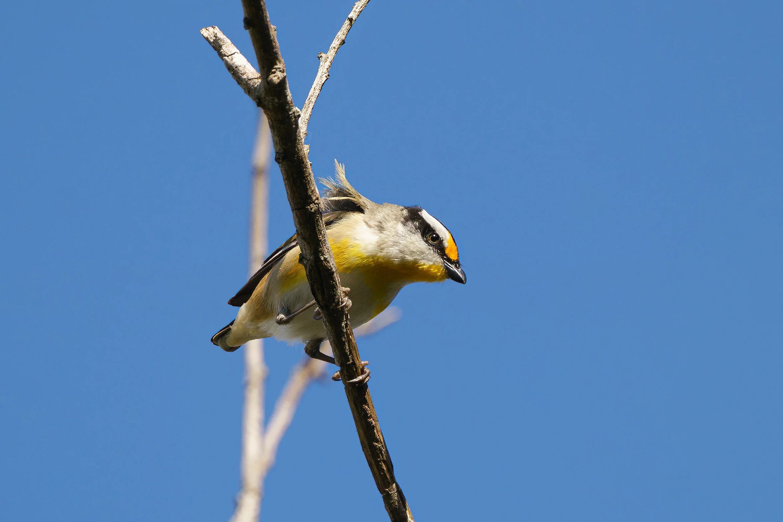 striated pardalote at Eagleby Wetlands