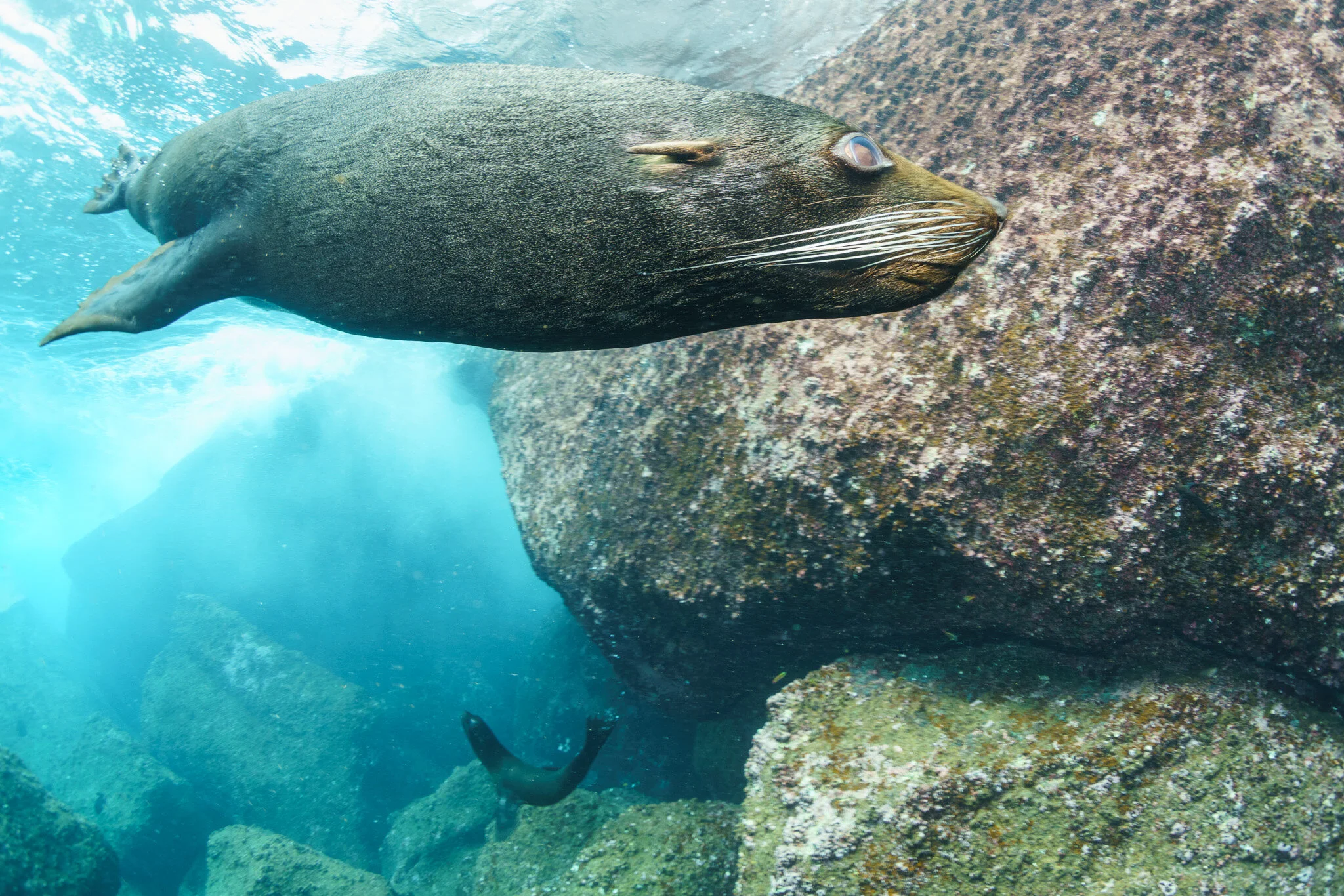 sea lion swimming underwater