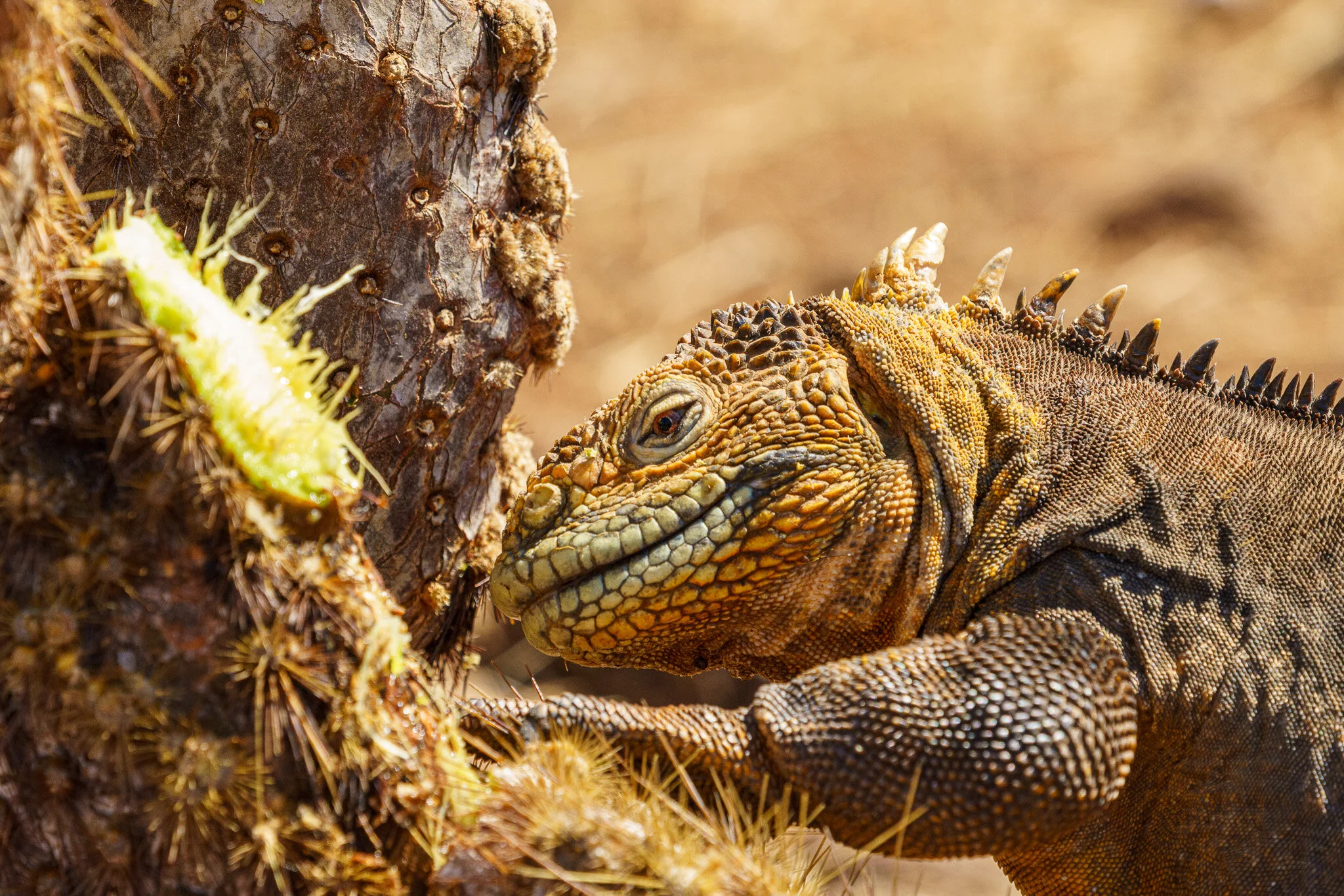 Galapagos land iguana beside a cactus