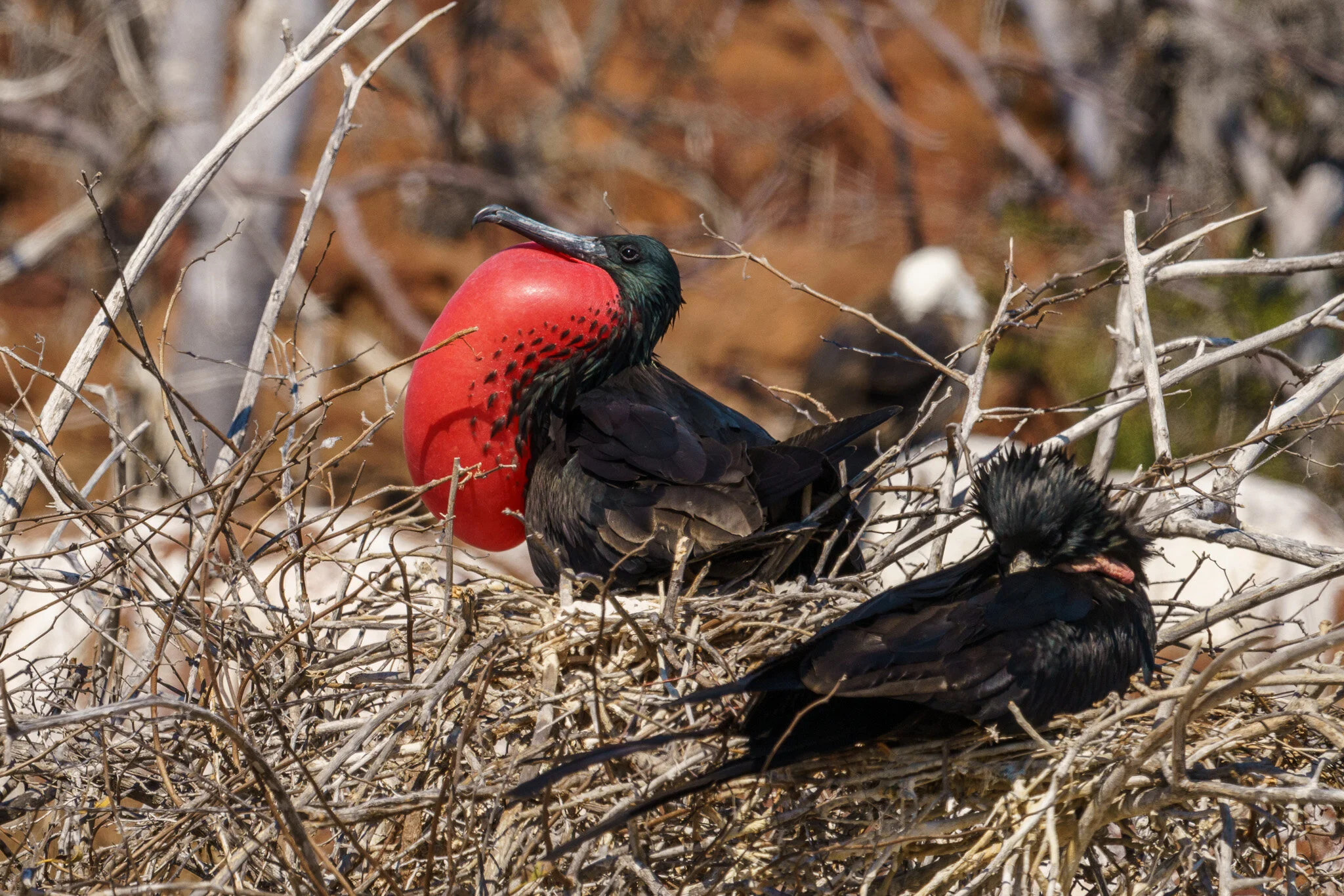 frigatebirds nesting on North Seymour Island