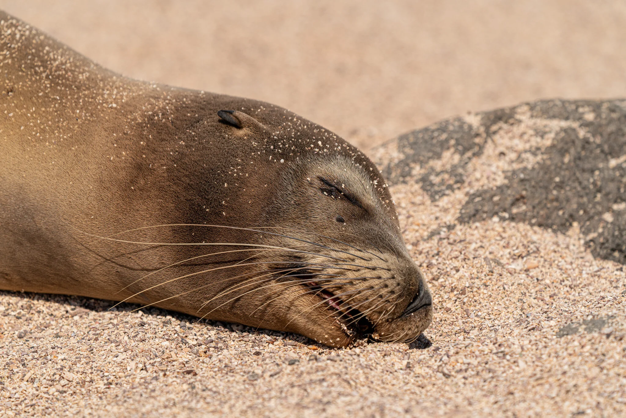 sea lion resting on a sandy shore