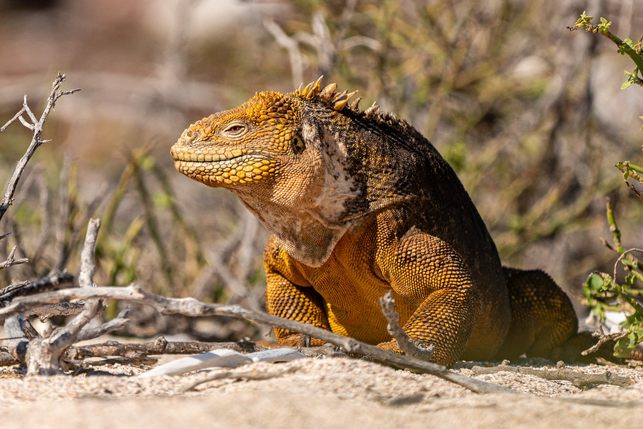 Galapagos land iguana among dry grass