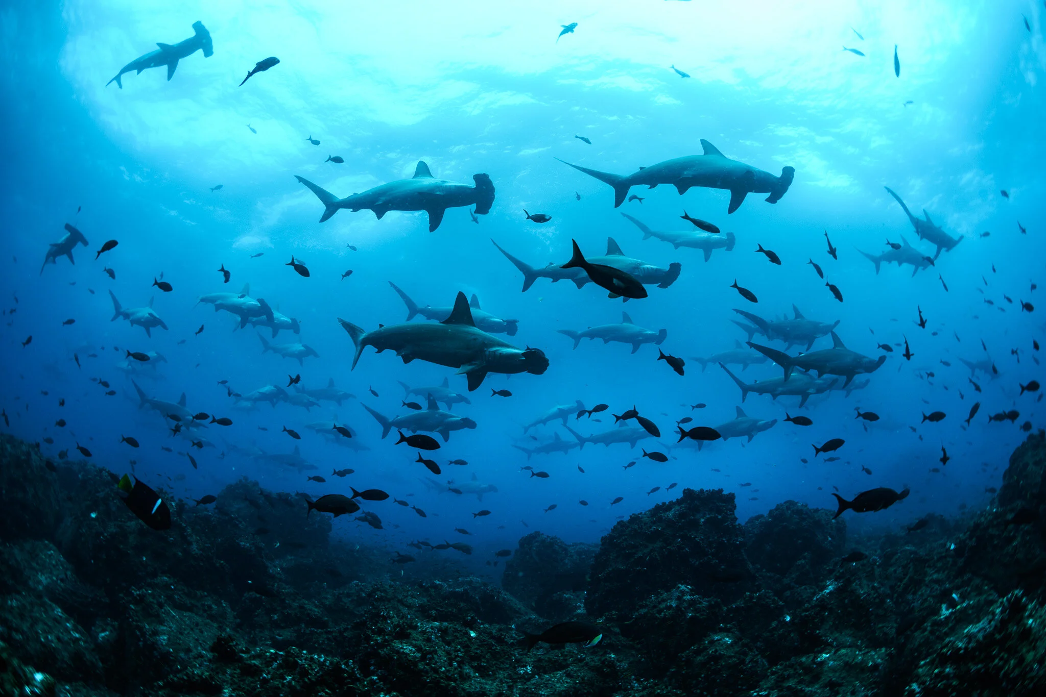 school of hammerhead sharks at Wolf Island