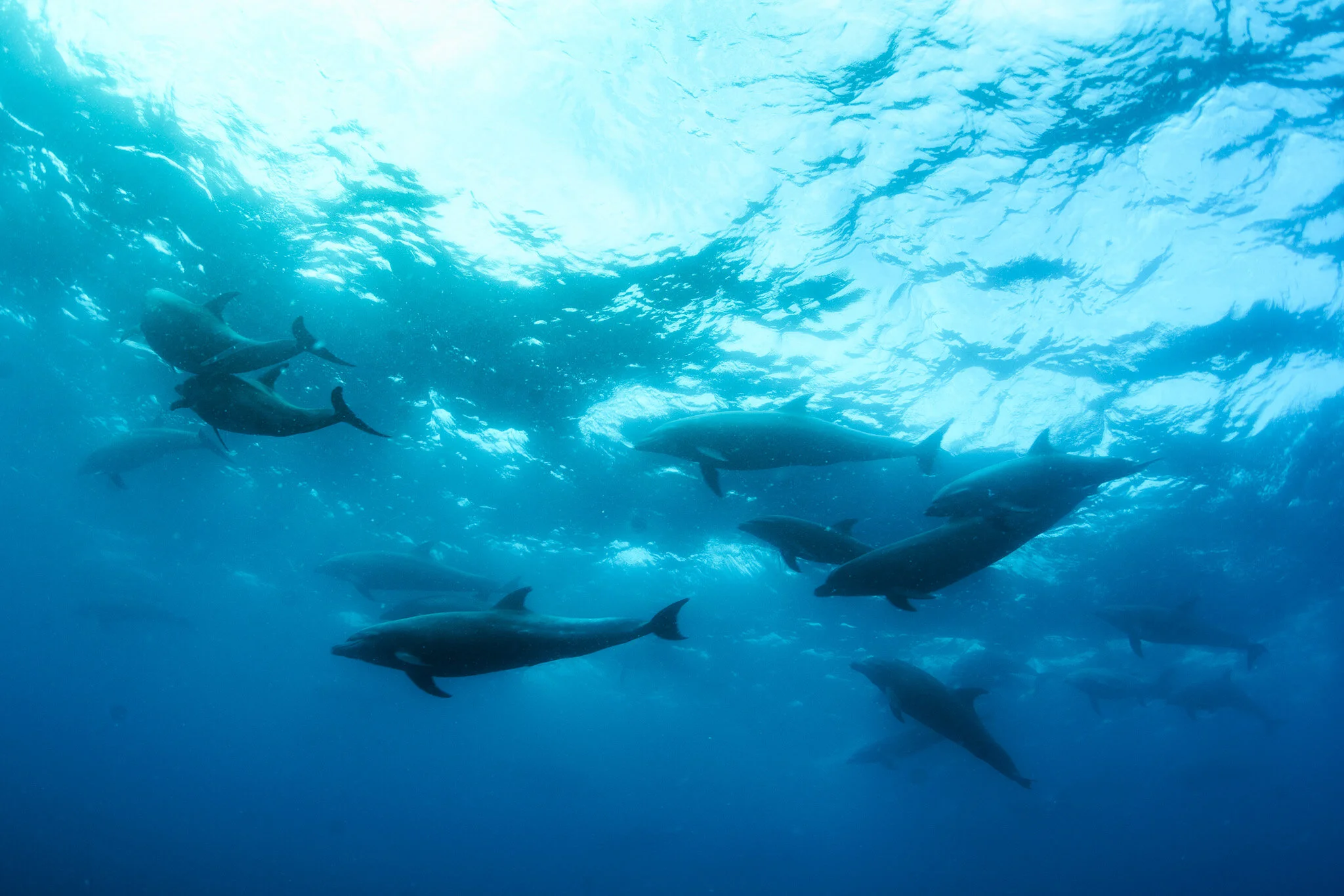 dolphins seen from below