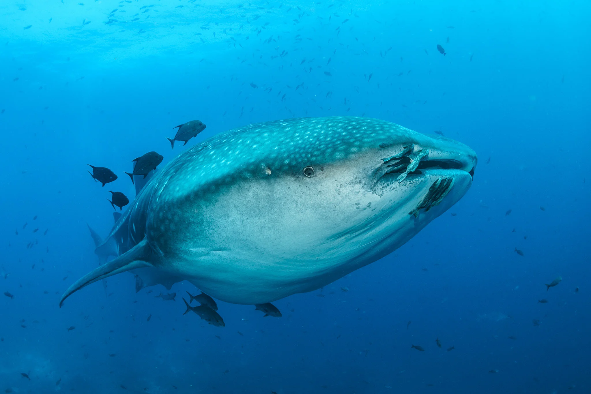 whale shark swimming with a school of fish