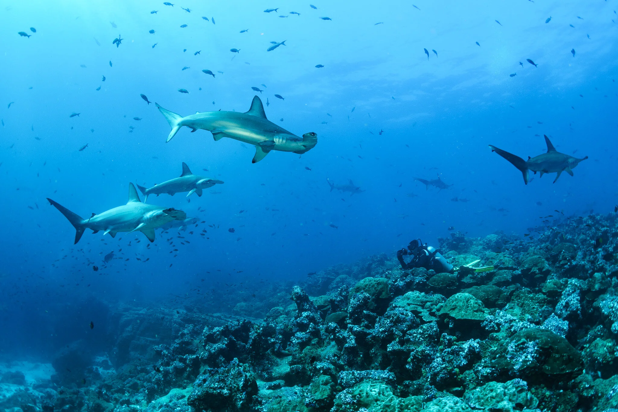 sharks swimming over a reef at Darwin Island