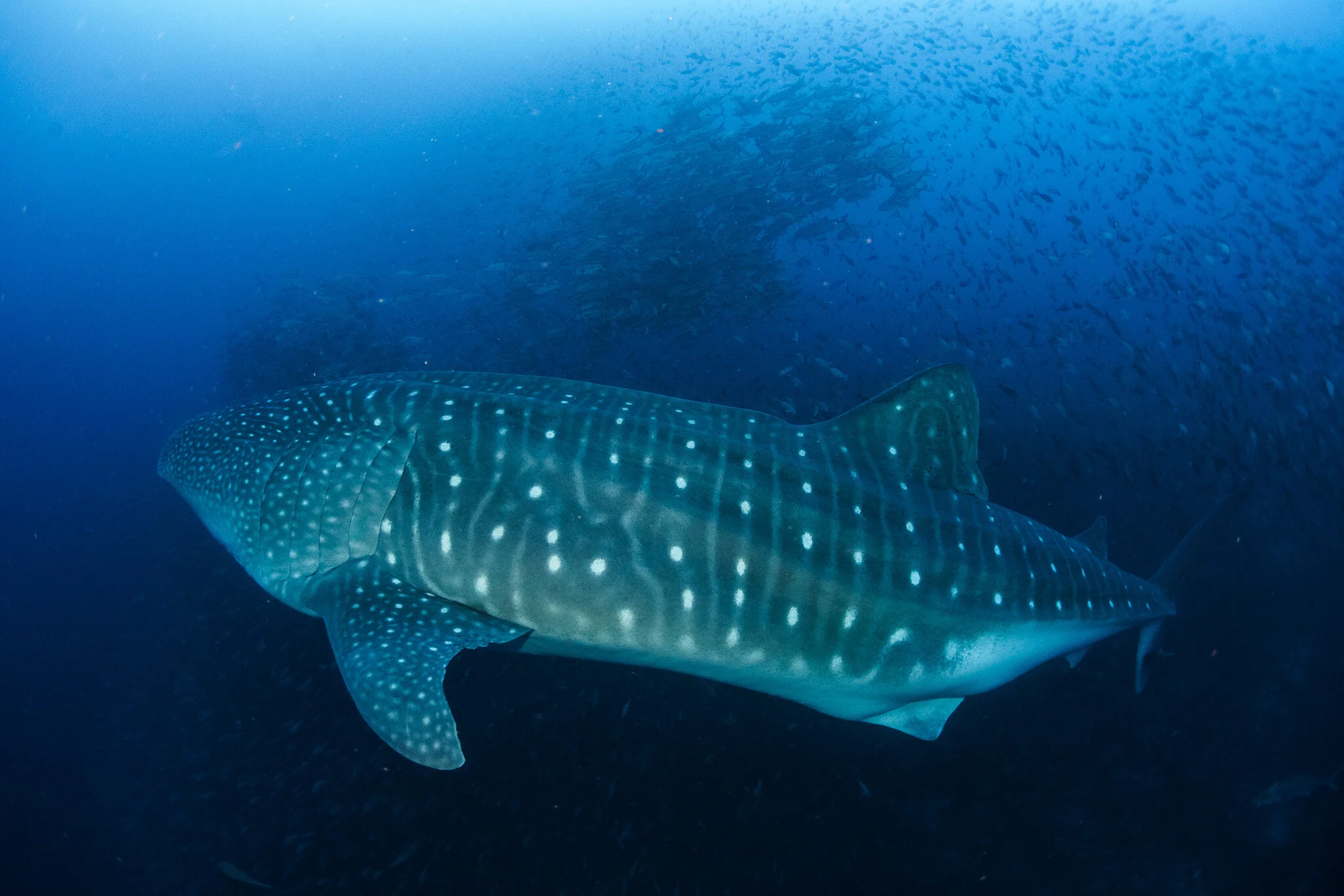 whale shark swimming underwater at Darwin Island