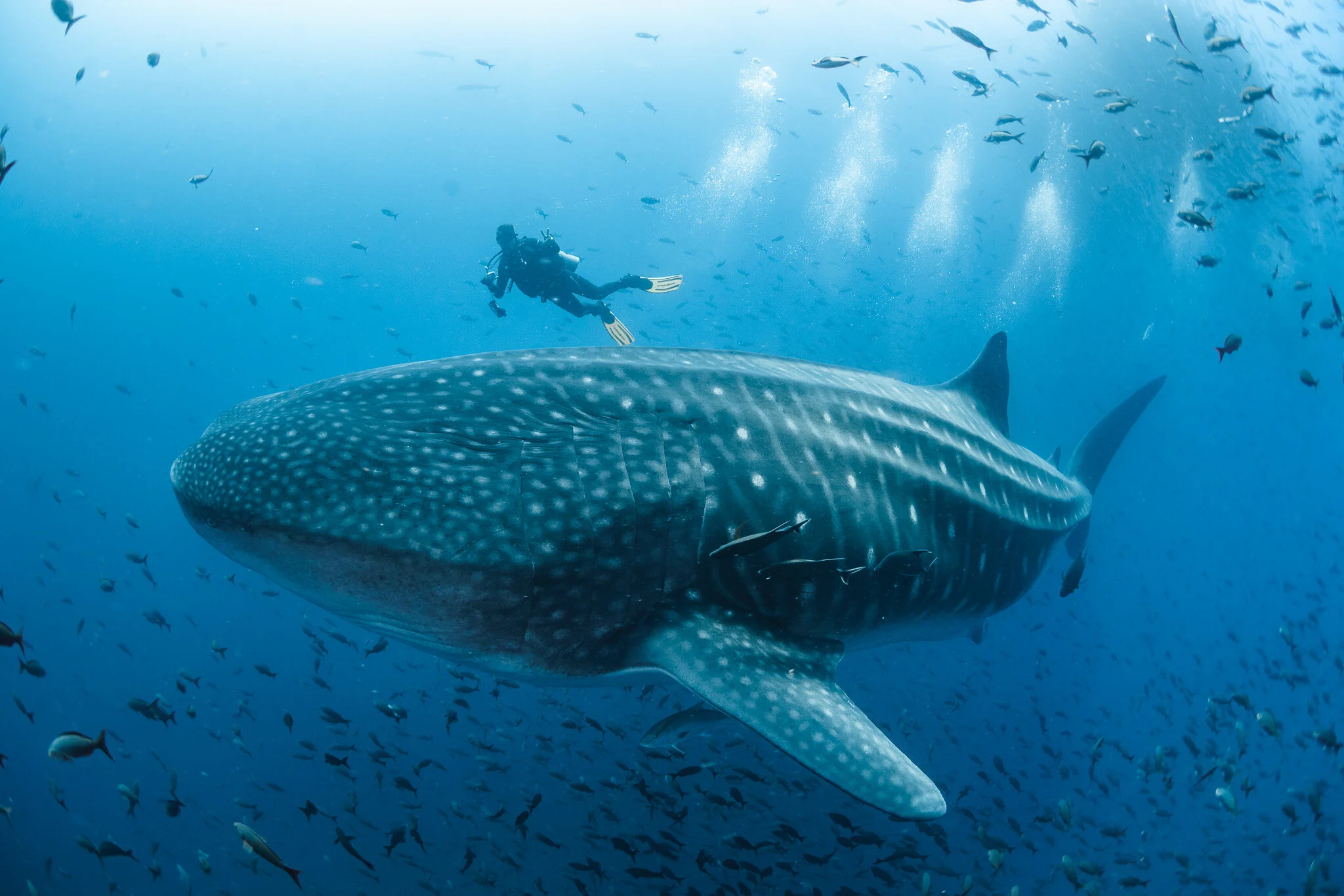 whale shark swimming beside divers at Darwin Island