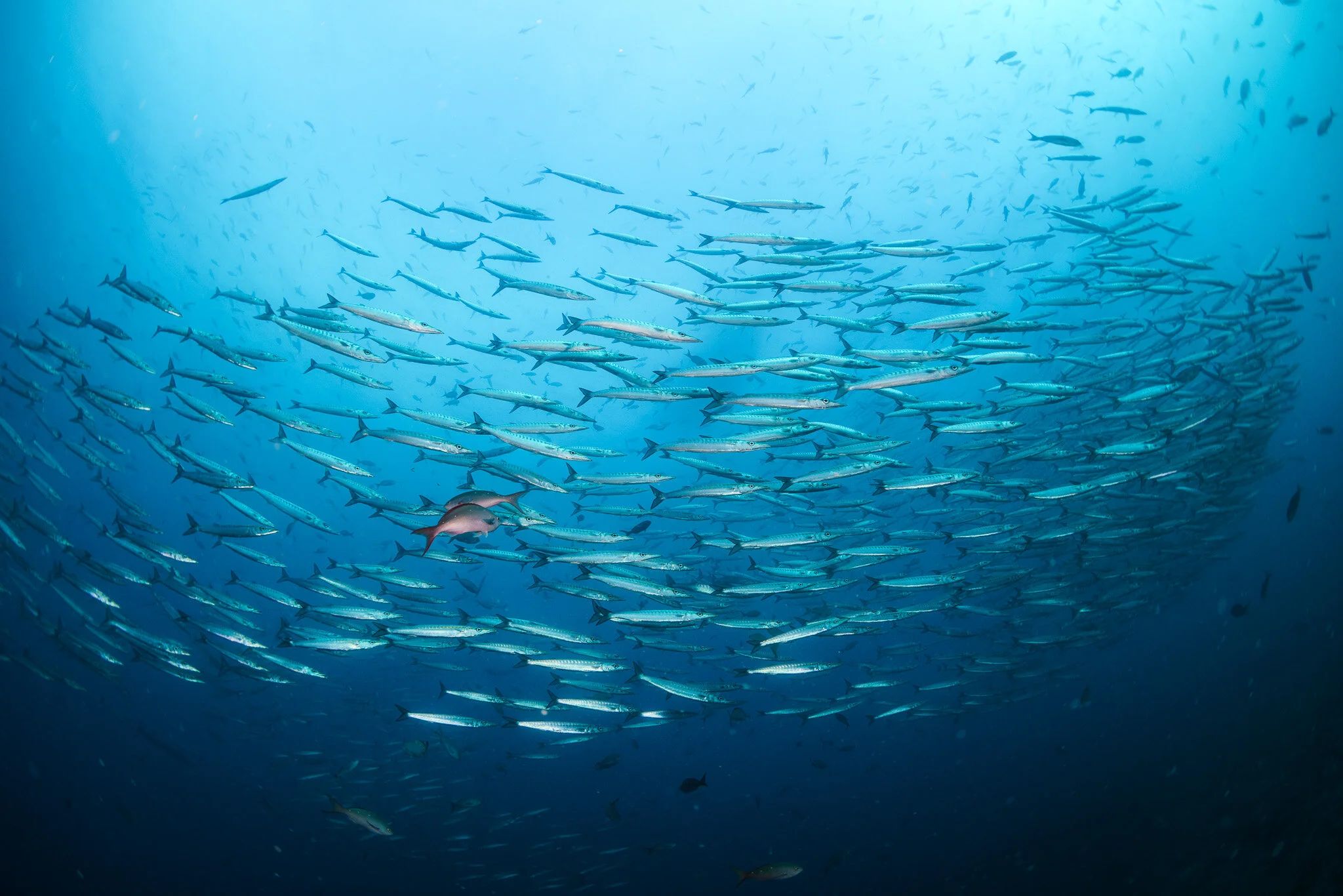 school of fish above the reef at Cousin’s Rock
