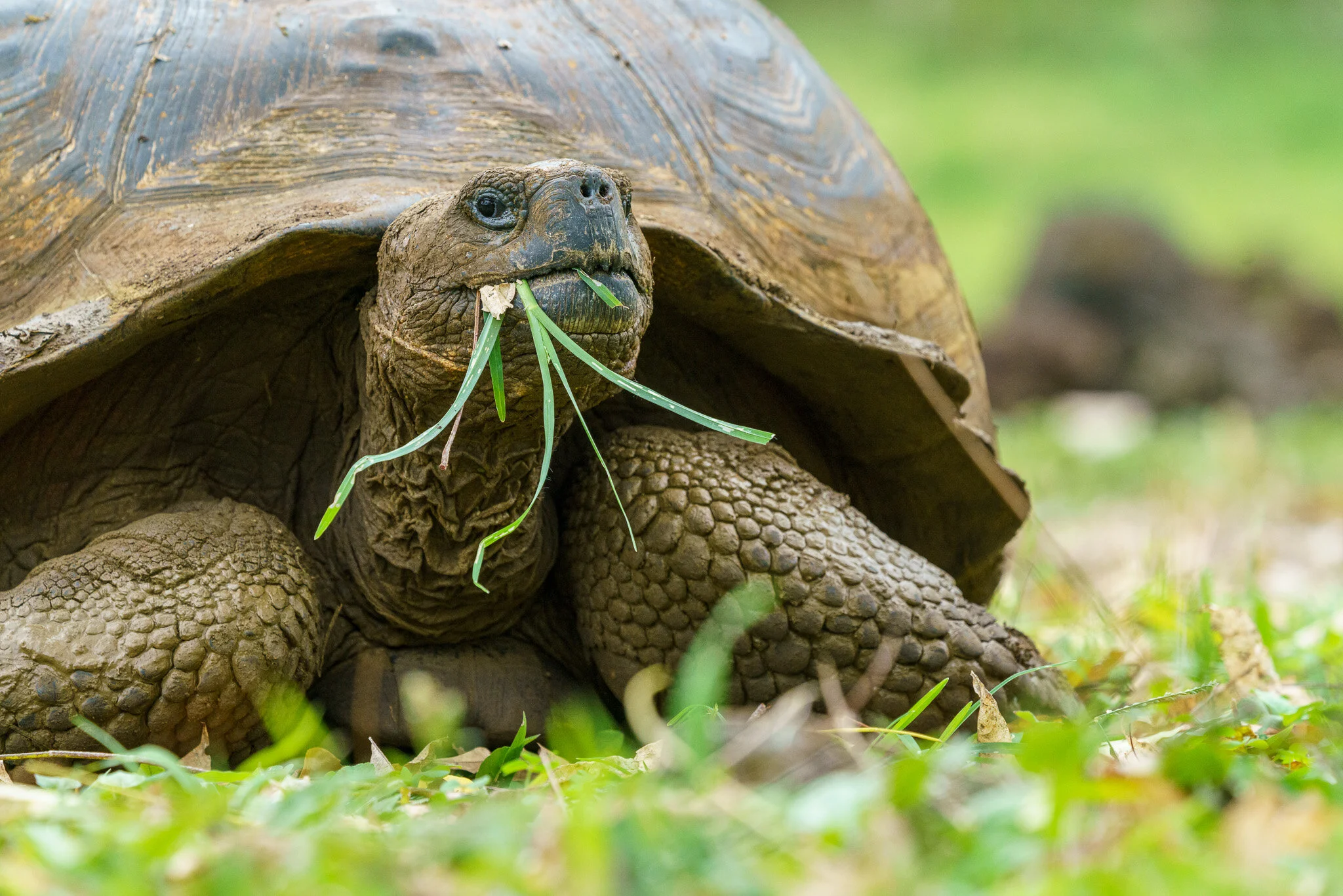 giant tortoise feeding on vegetation