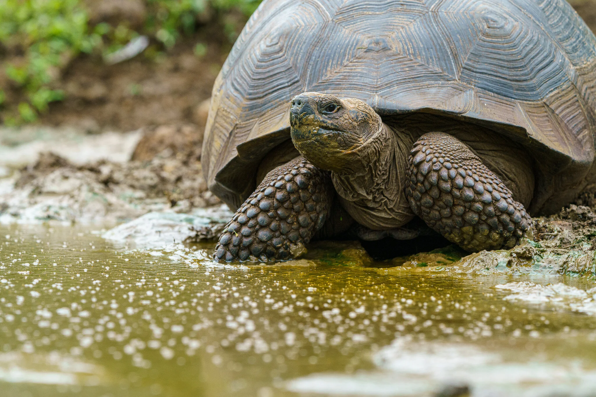 giant tortoise walking on a gravel path
