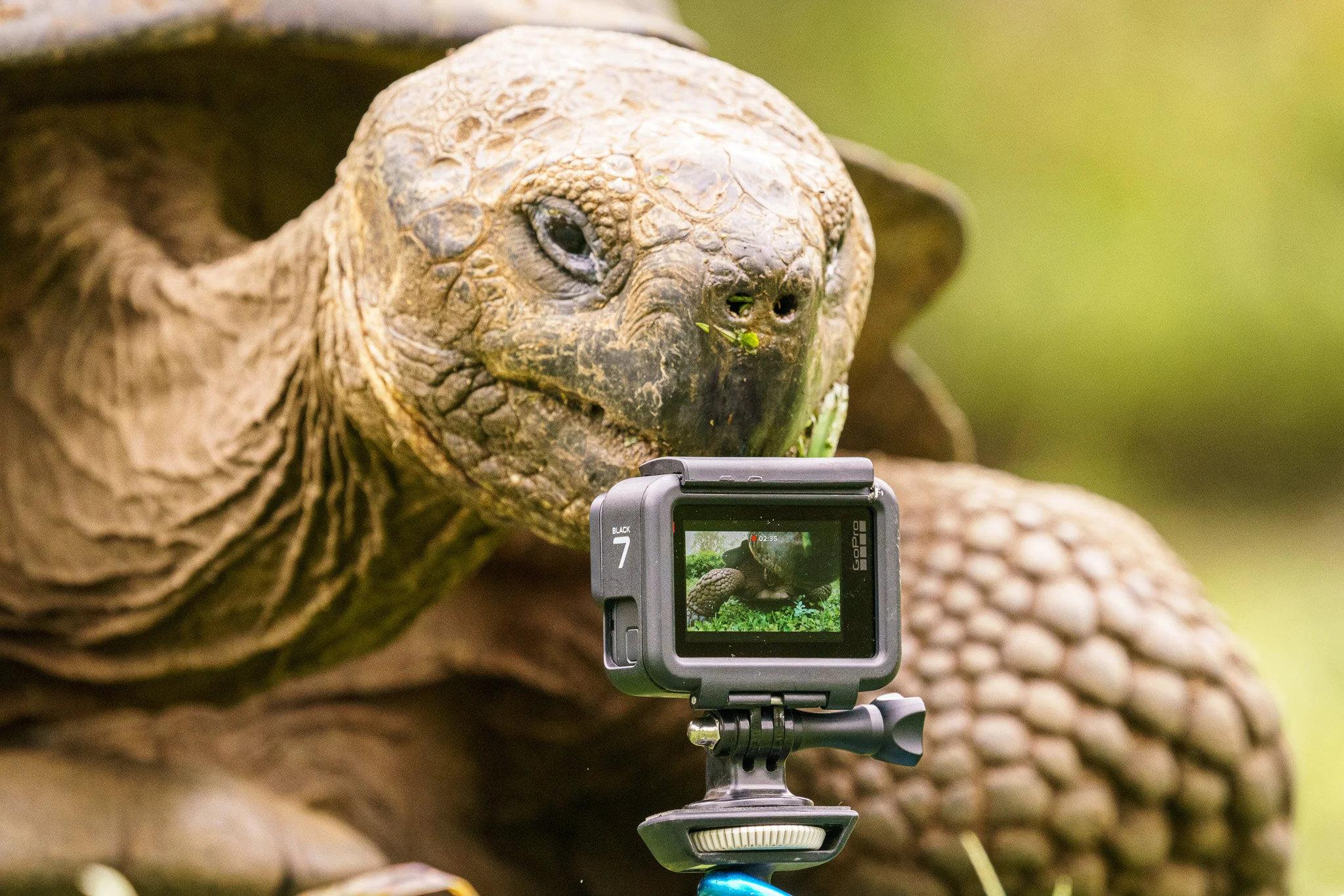 giant tortoise beside an action camera