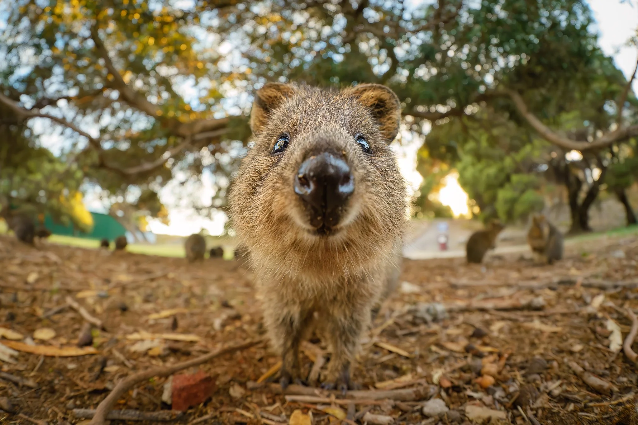 quokka photographed at ground level