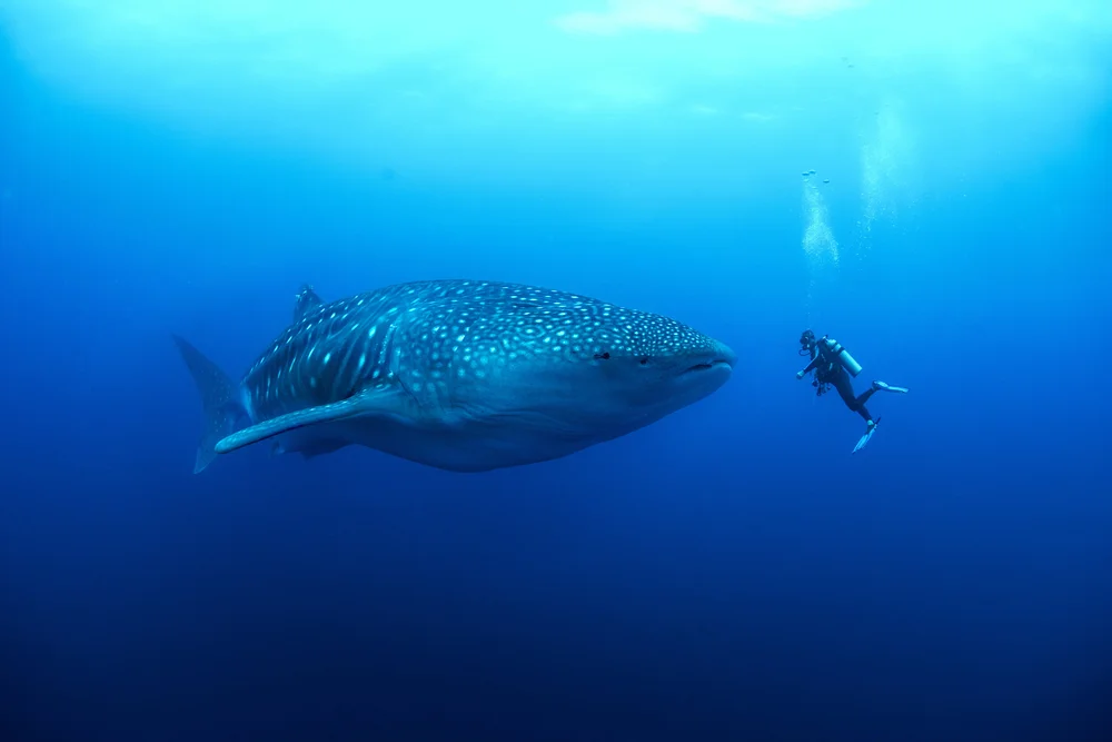 Whale shark in the Galapagos