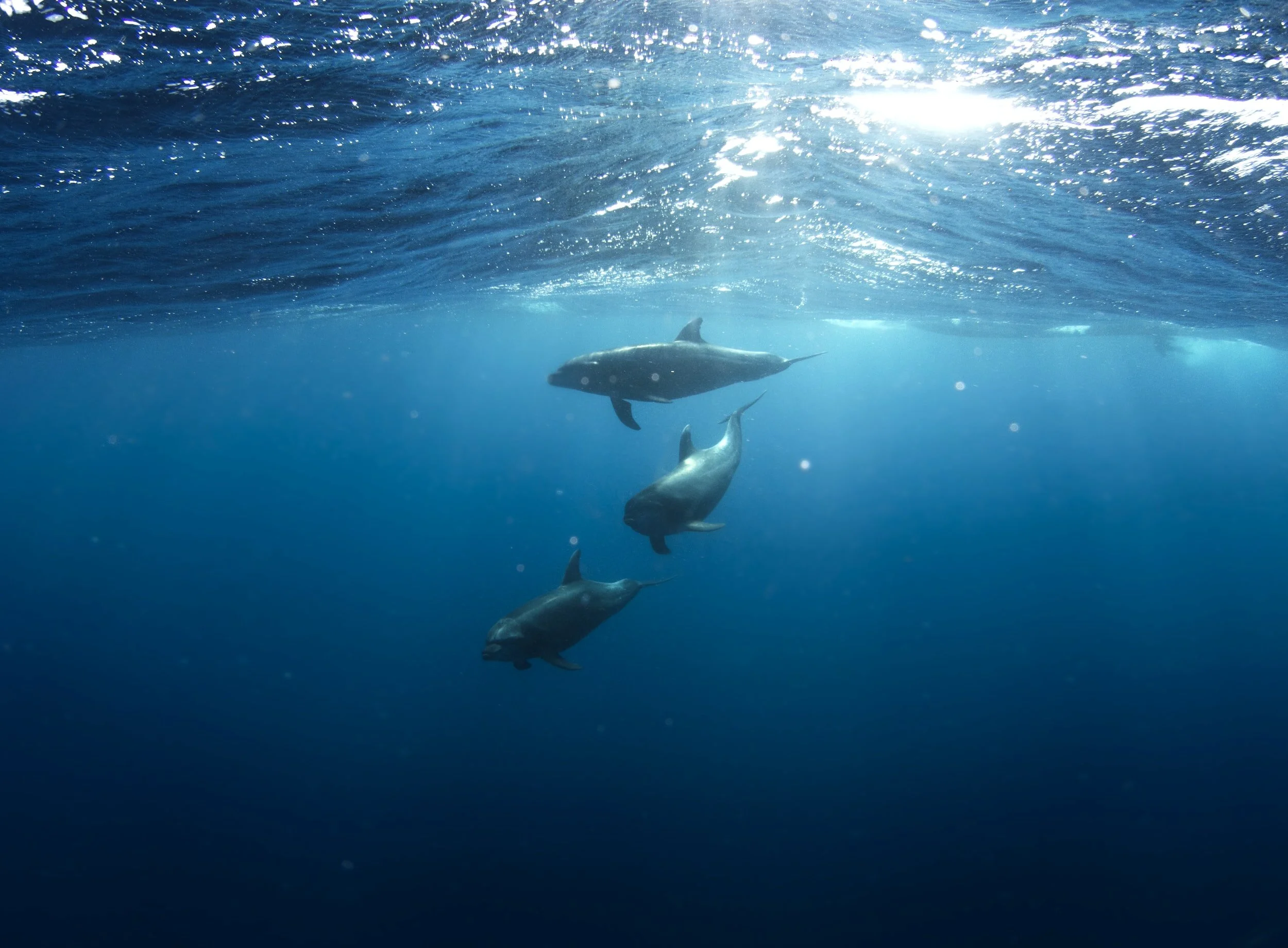 whale shark swimming beneath the sea surface