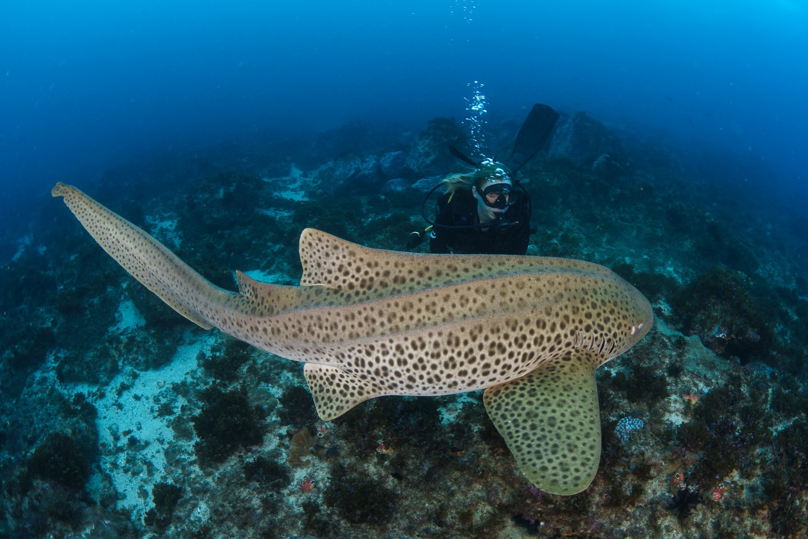 Mads in full scuba gear diving behind a spotted leopard shark over a rocky reef