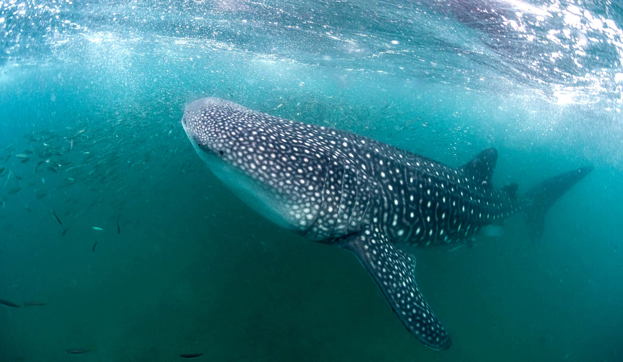 whale shark feeding amongst fish at Mafia Island, Tanzania