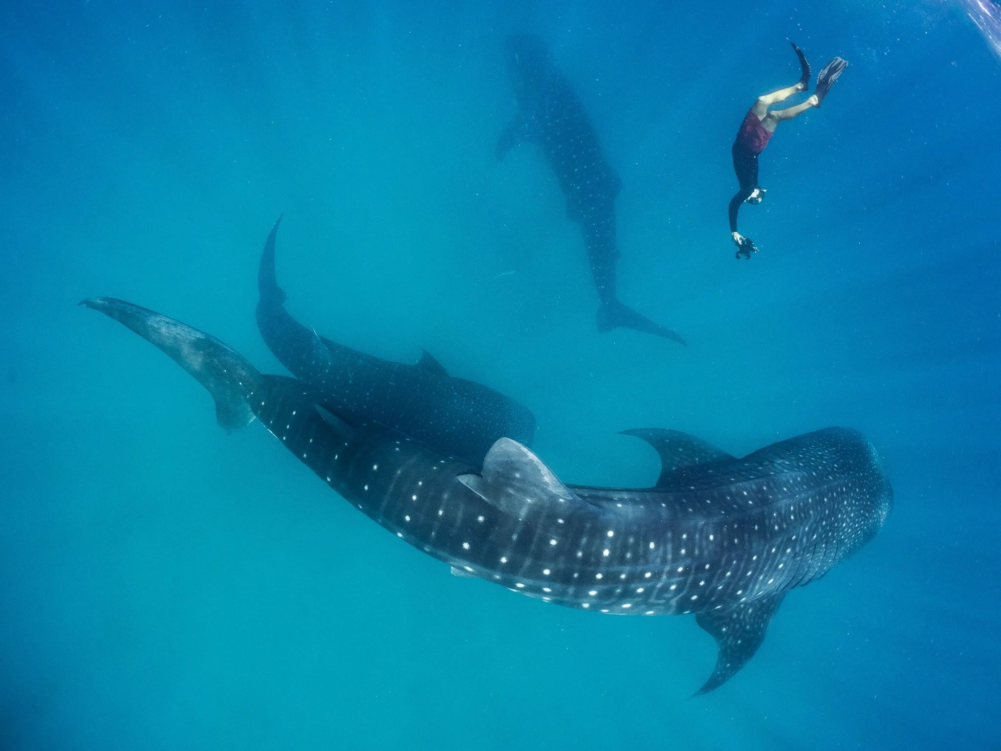 researcher swimming beside several whale sharks at Mafia Island