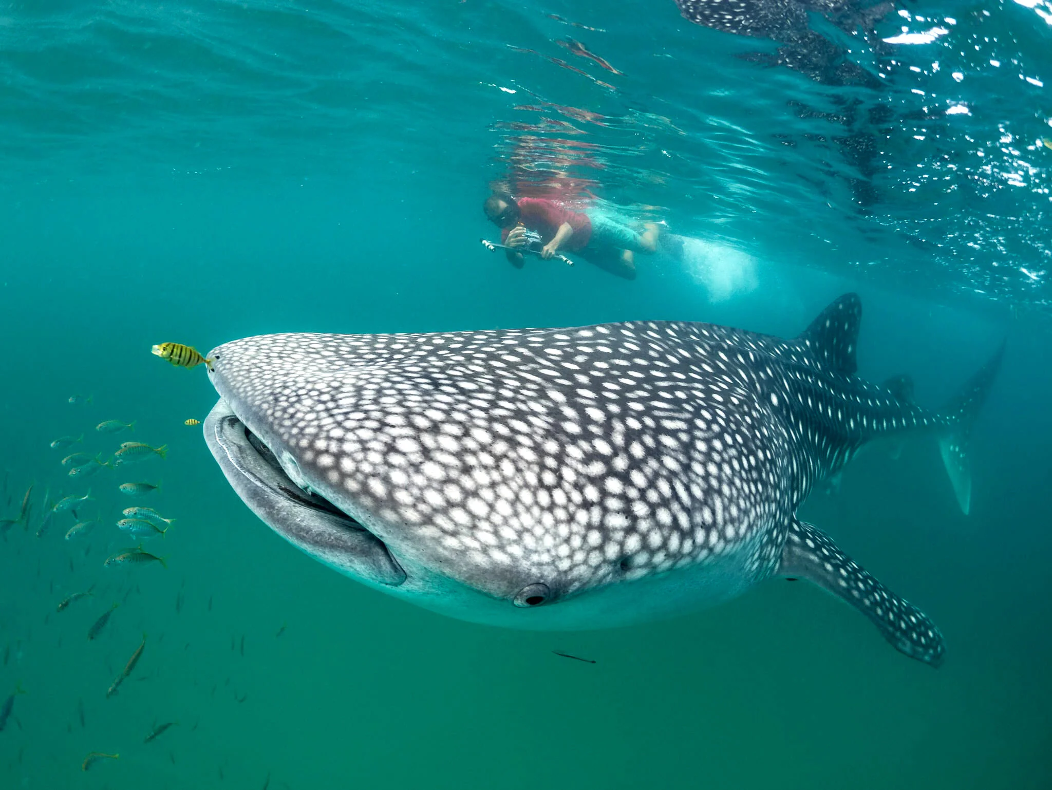 researcher measuring a whale shark with lasers at Mafia Island