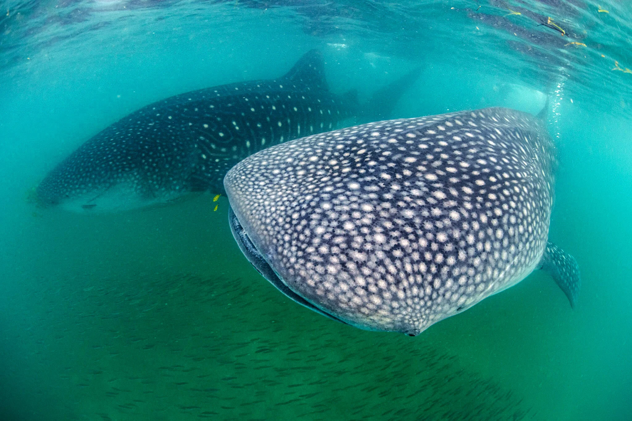 Two whale sharks swimming with fish at Mafia Island, Tanzania