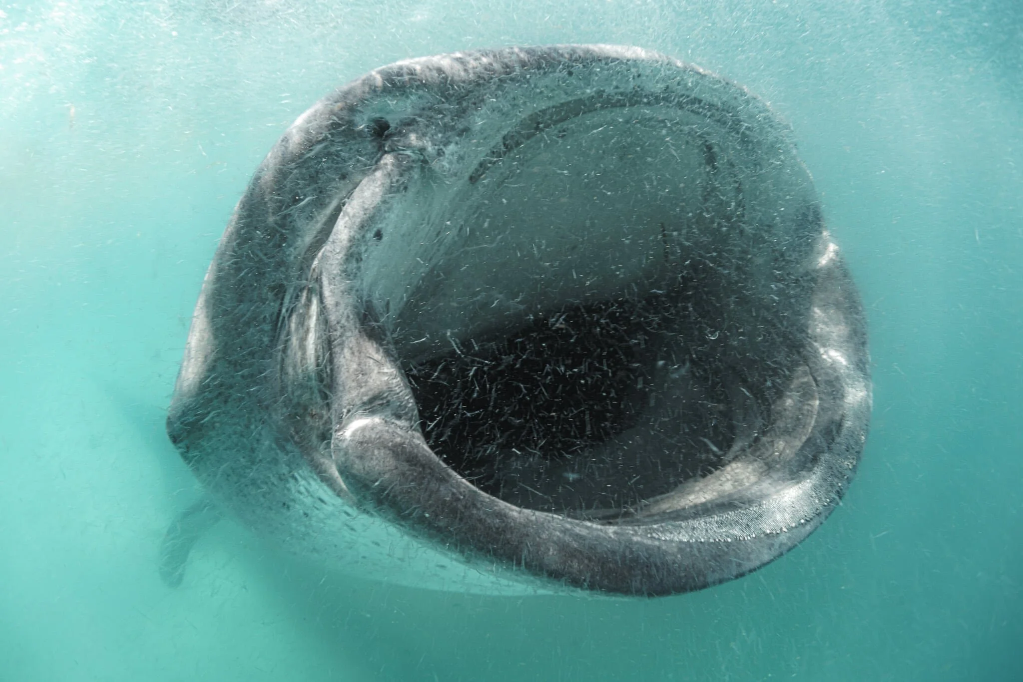 whale shark feeding on shrimp at Mafia Island, Tanzania