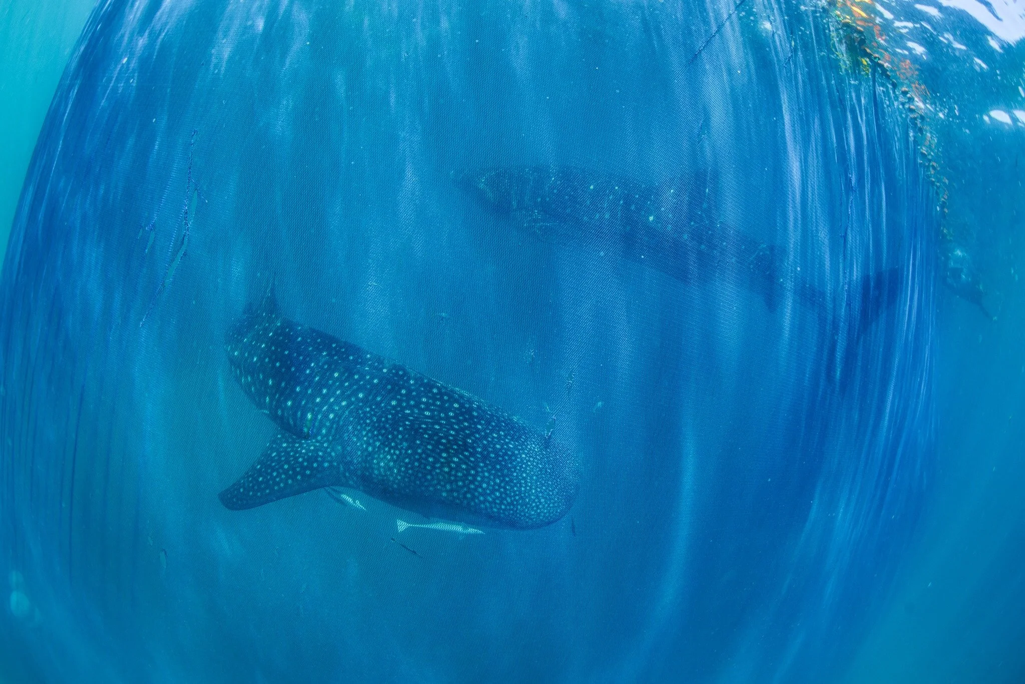 whale sharks caught in a ring net at Mafia Island, Tanzania