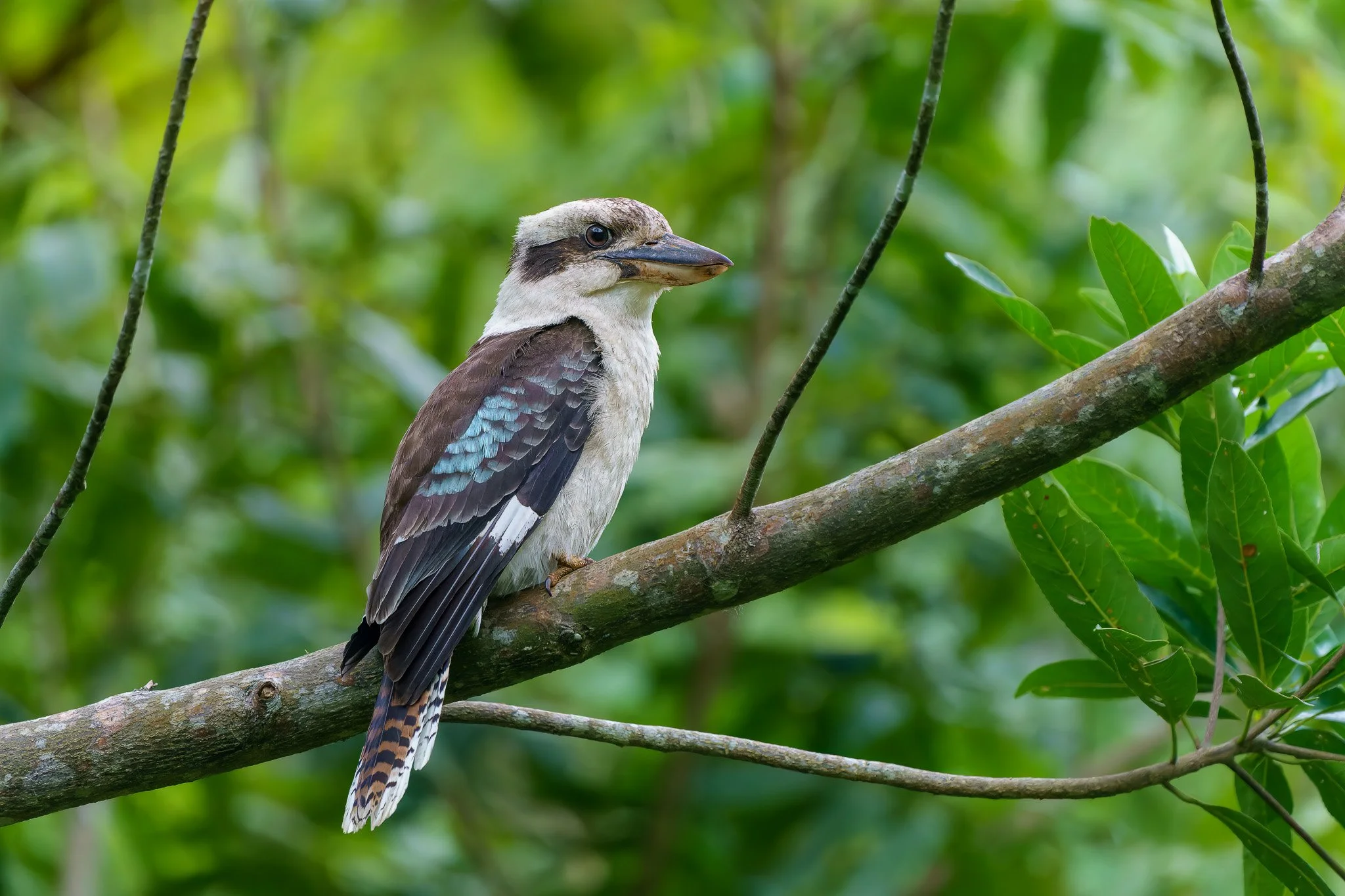 kookaburra perched at Maleny