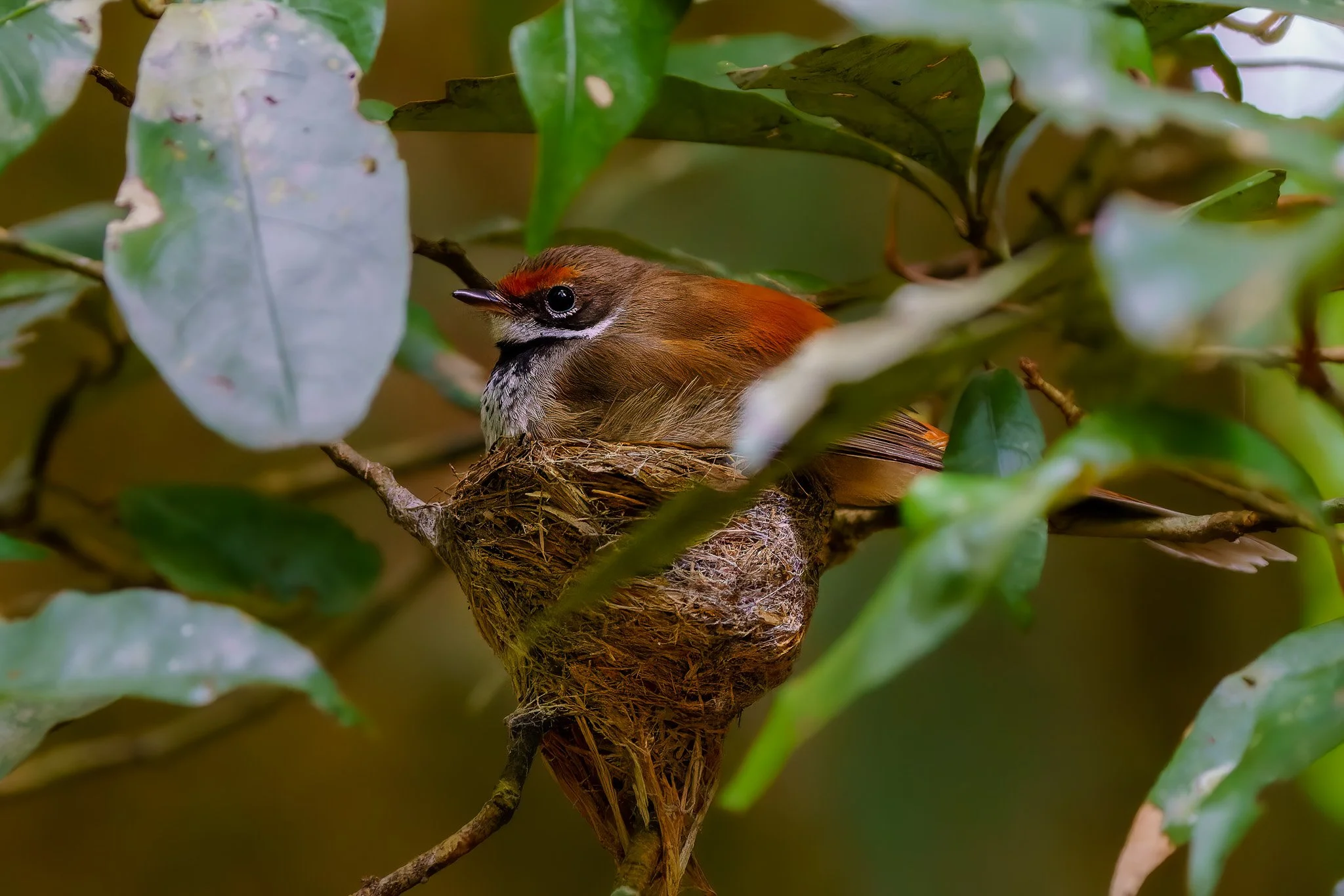 rufous fantail nesting beside a walking track