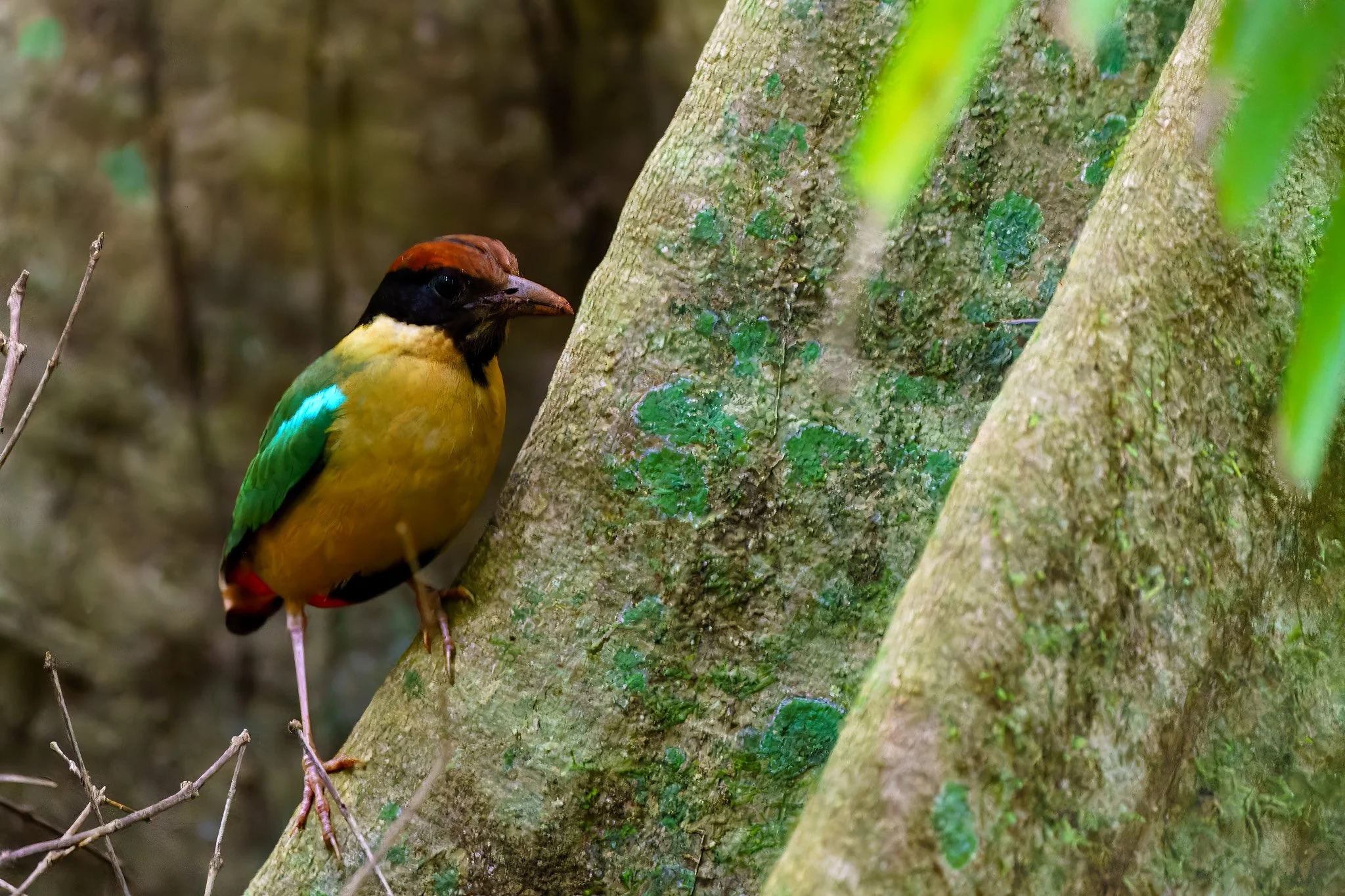 noisy pitta photographed at Mary Cairncross Scenic Reserve
