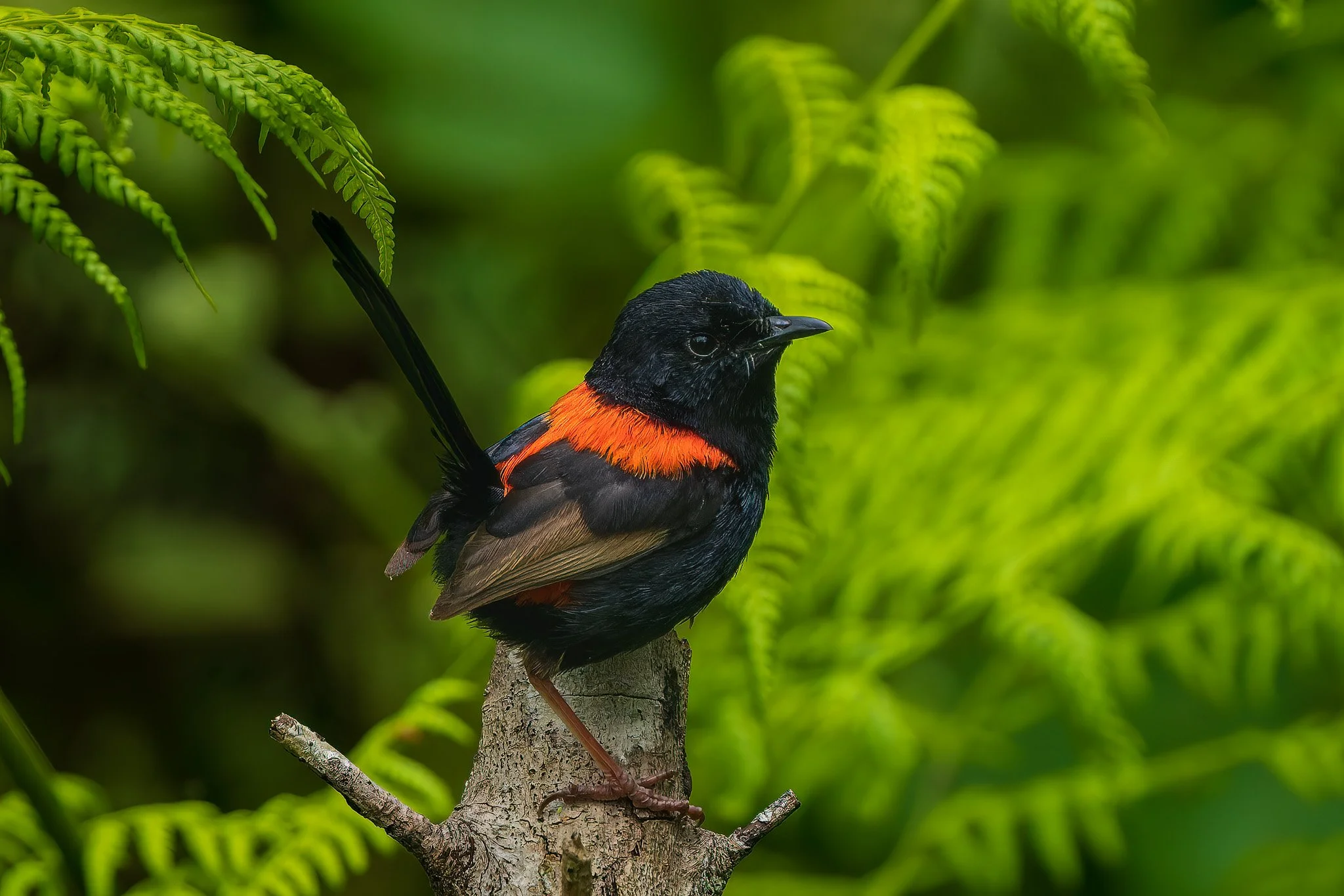 red-backed fairywren at Maleny