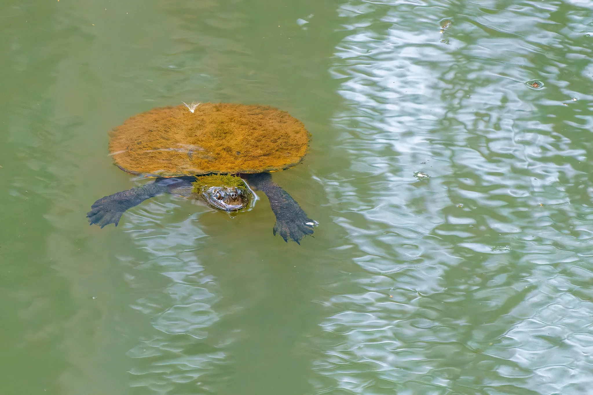 eastern saw-shelled turtle at Maleny