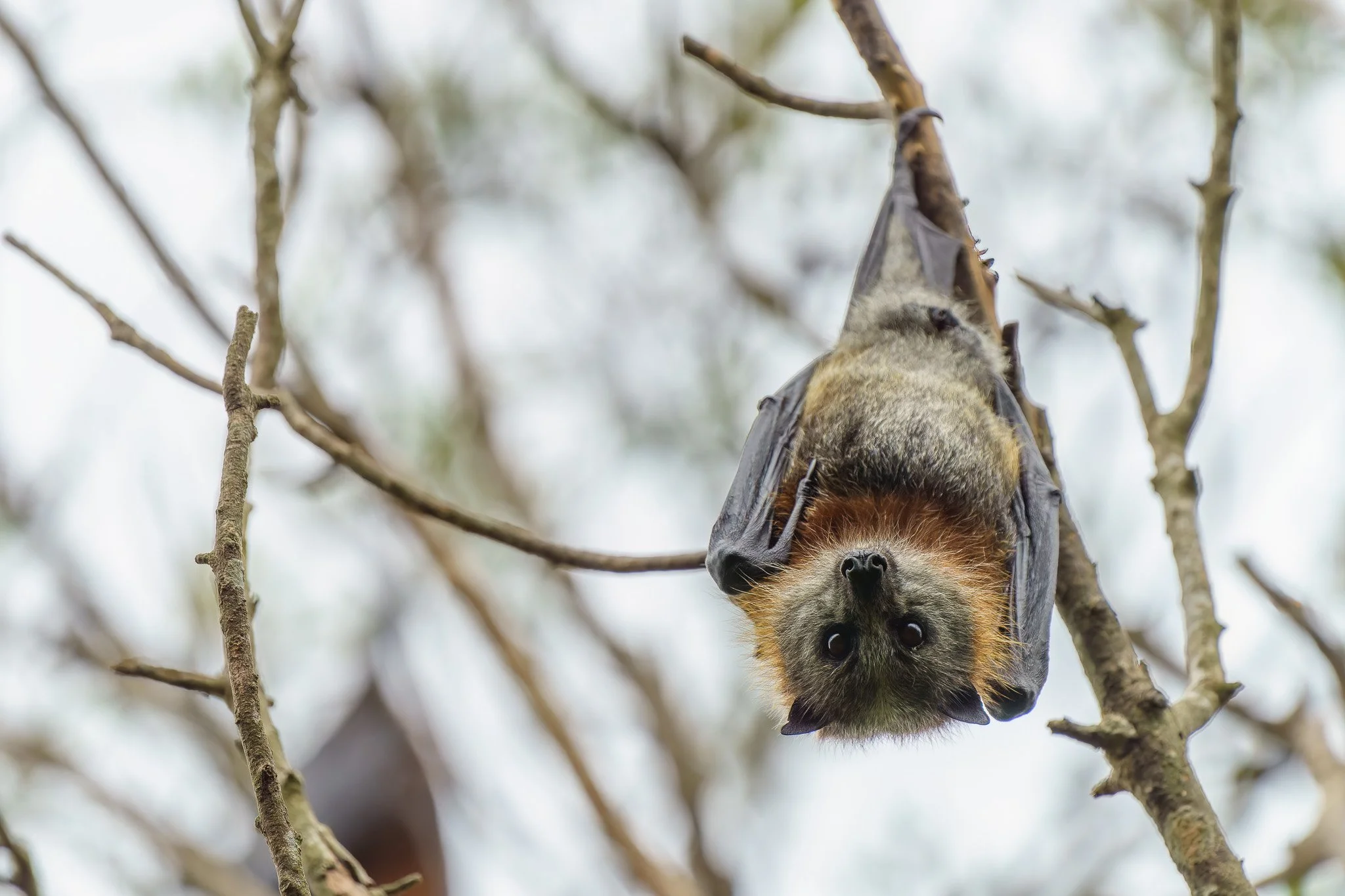Grey-headed flying fox at Maleny