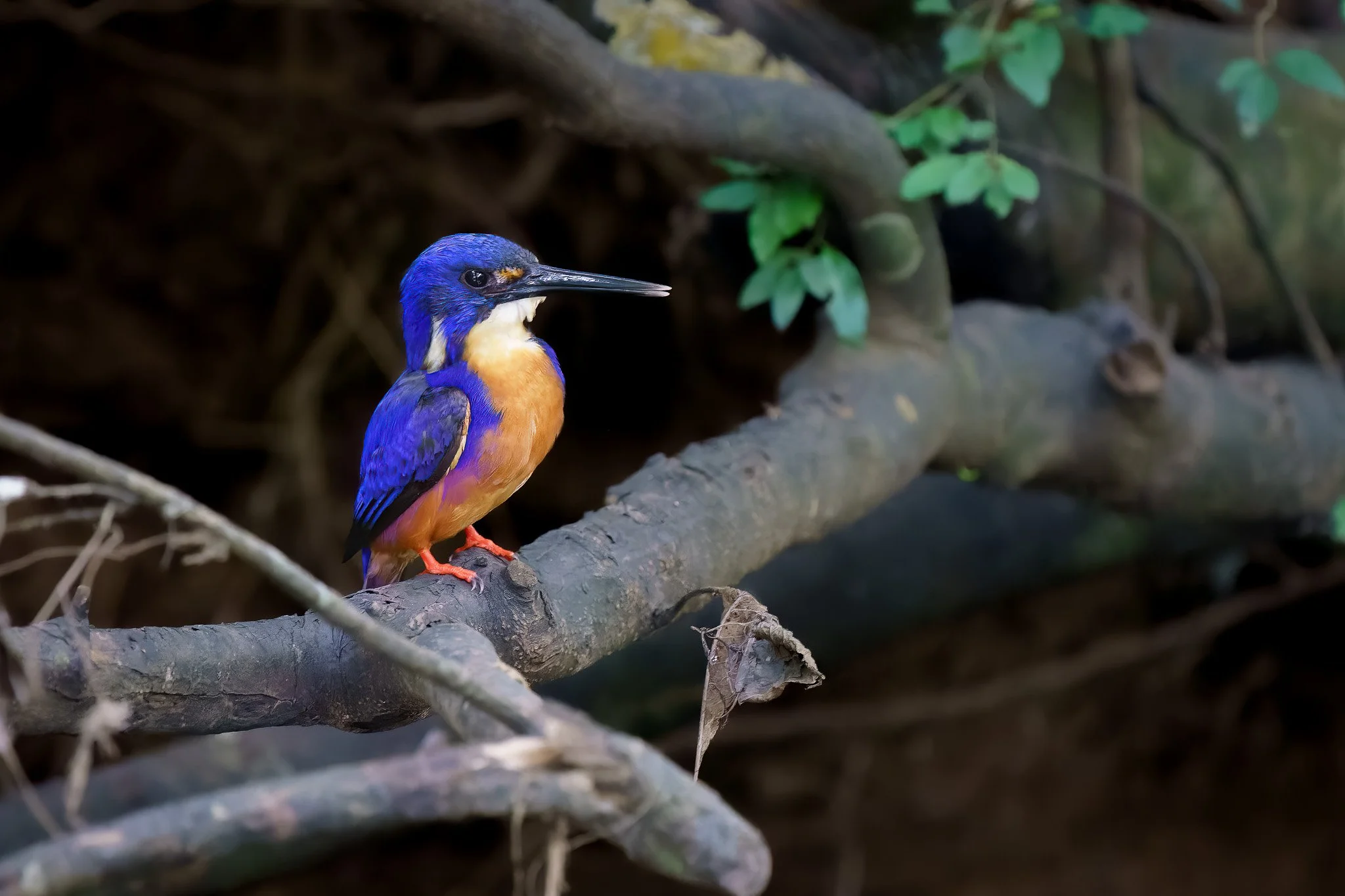 azure kingfisher at Maleny