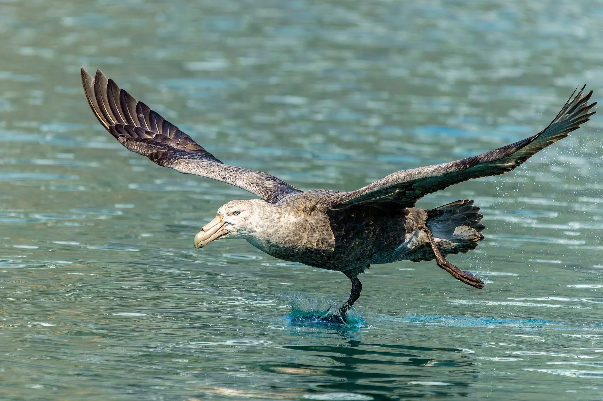 southern giant petrel near South Georgia