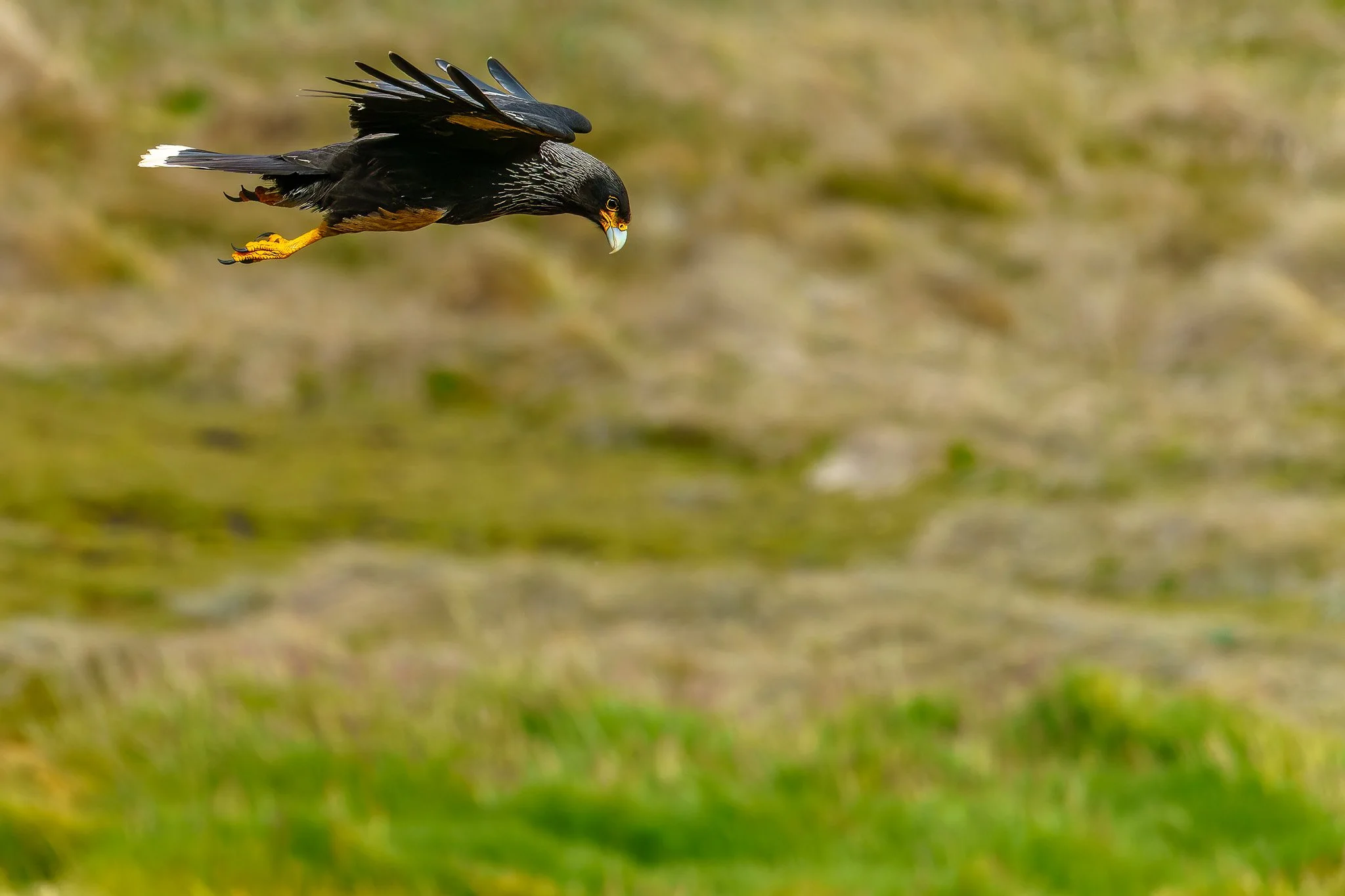 striated caracara in the Falkland Islands