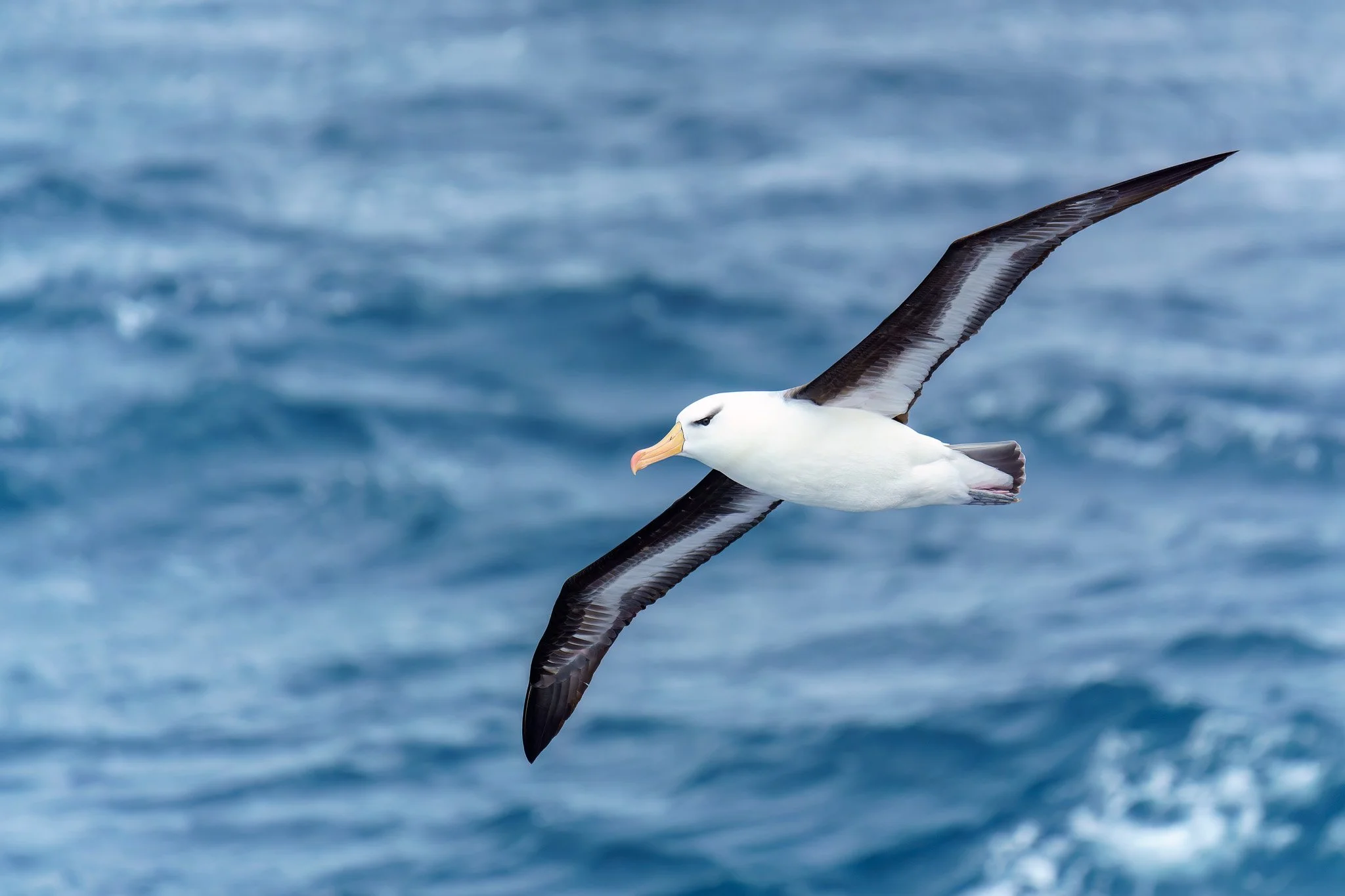 black-browed albatross over the Southern Ocean