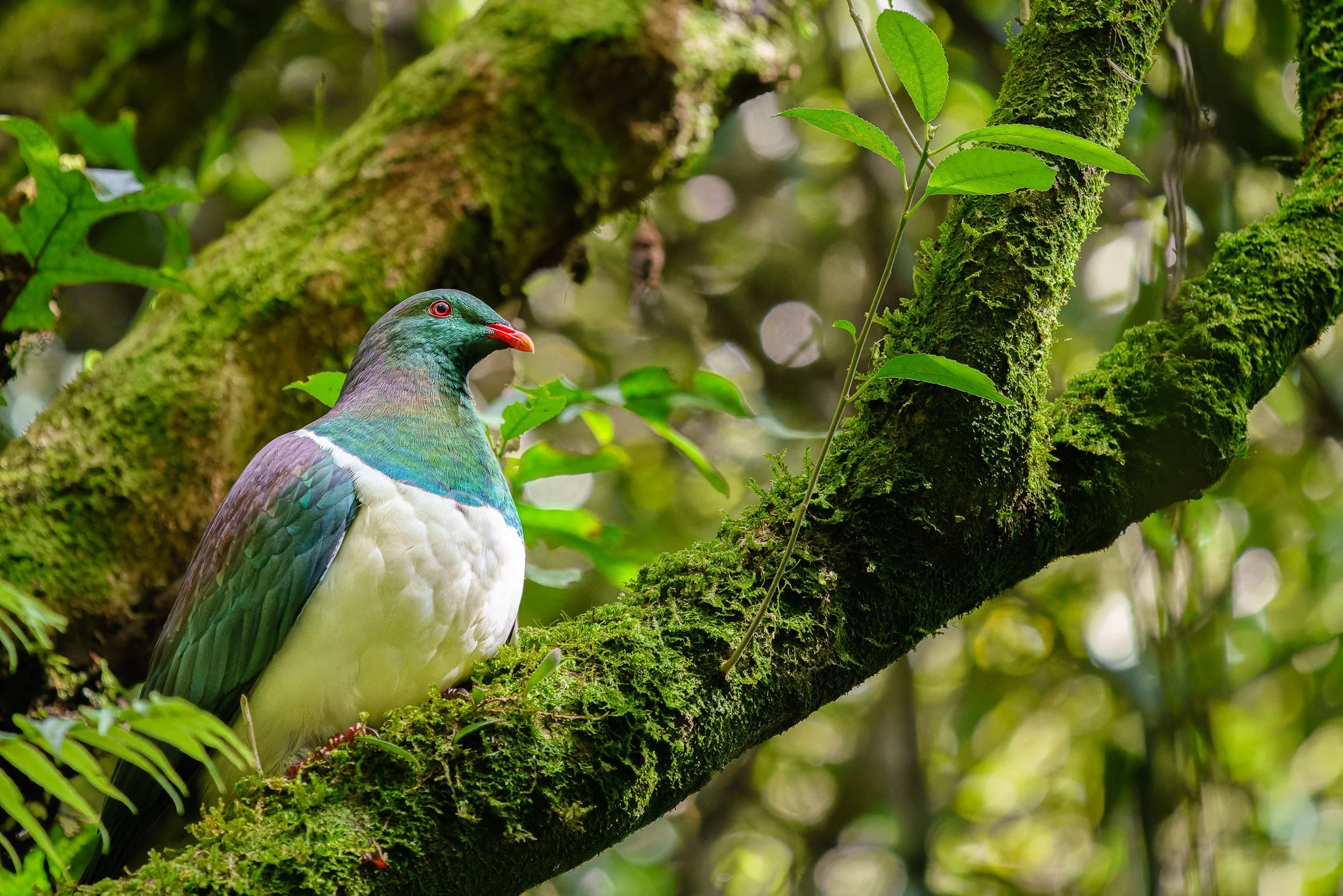 kererū perched at Rotokare Wetland Reserve