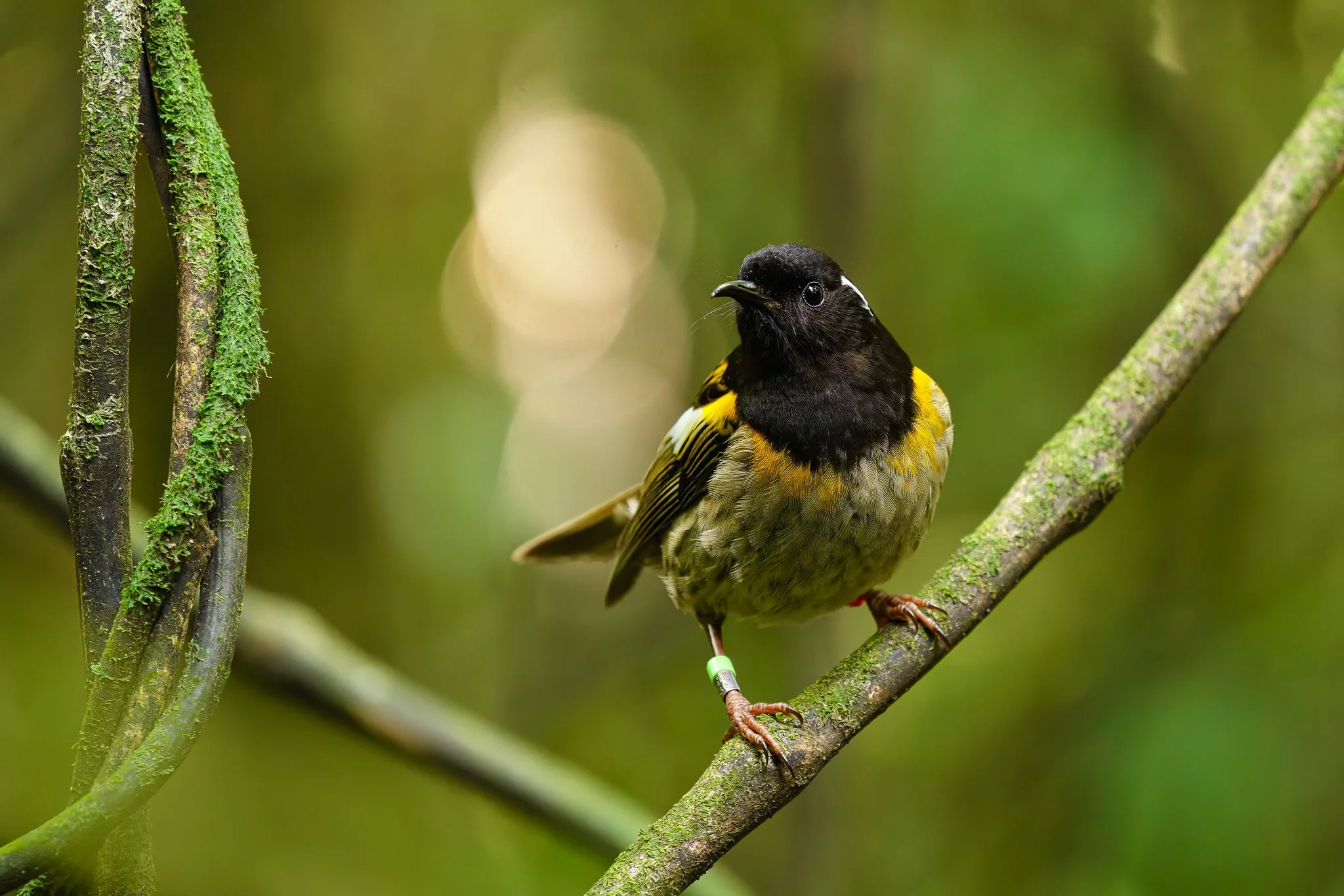 hihi standing on a branch at Rotokare