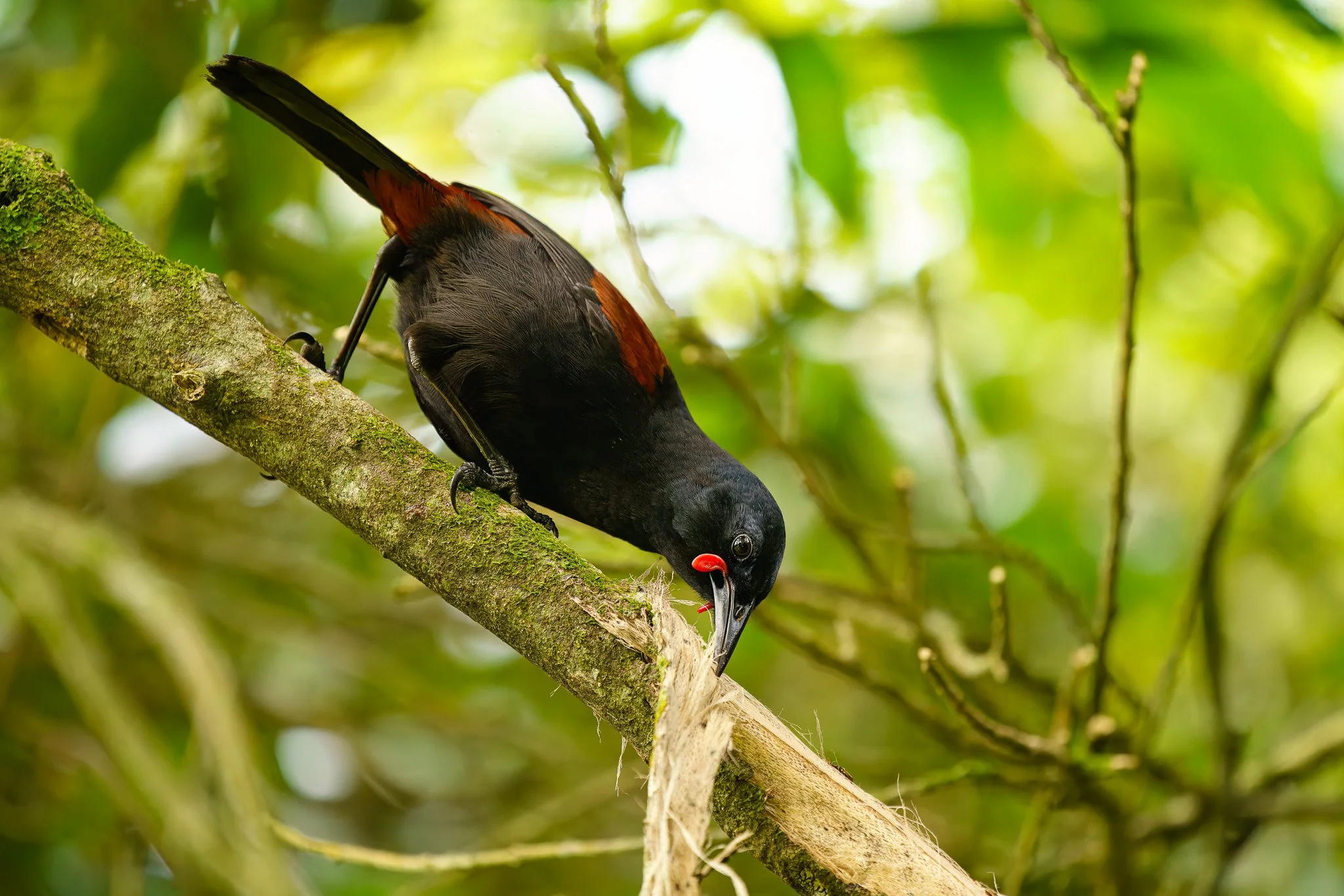 tīeke foraging on a tree at Rotokare