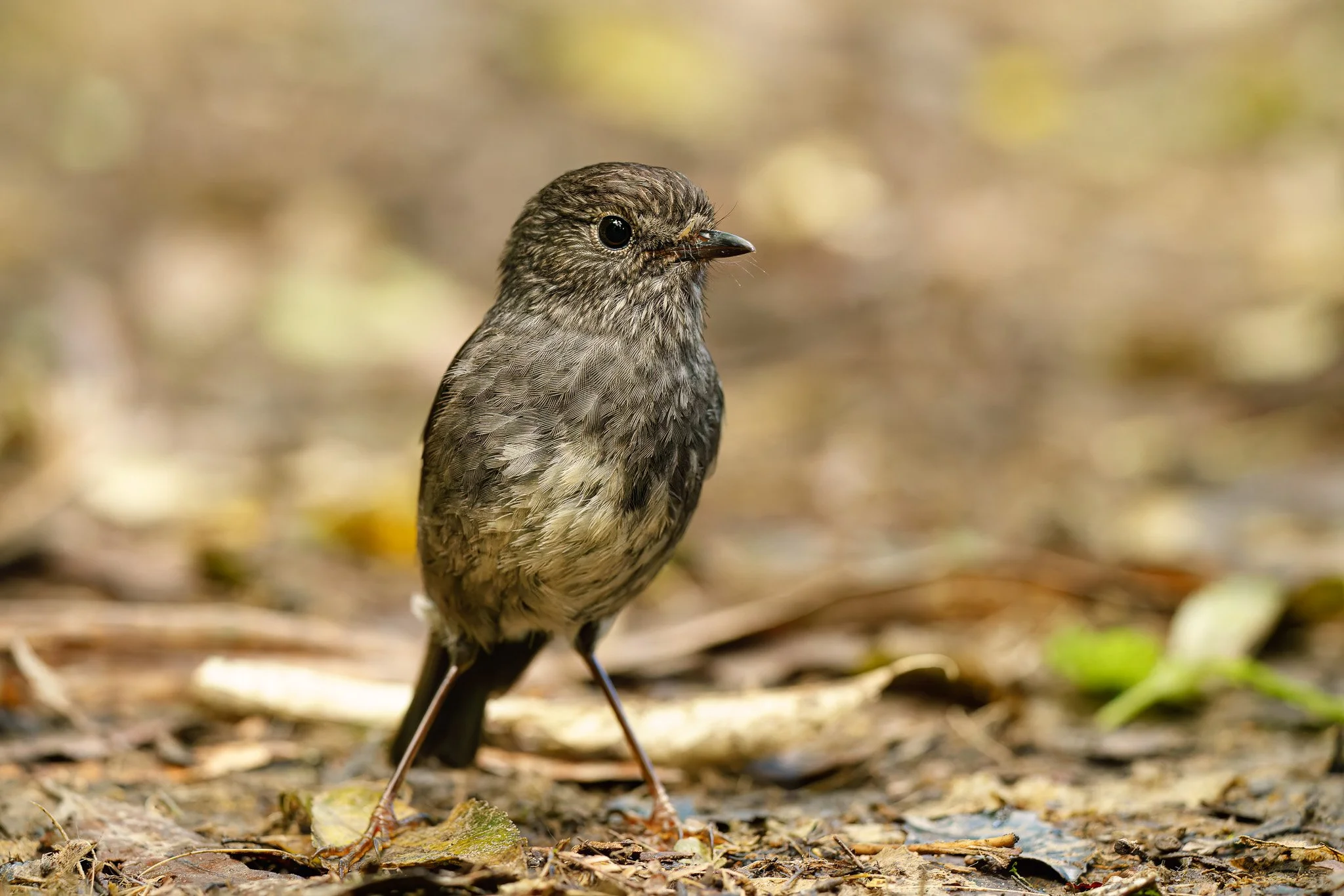 toutouwai perched at Rotokare Wetland Reserve